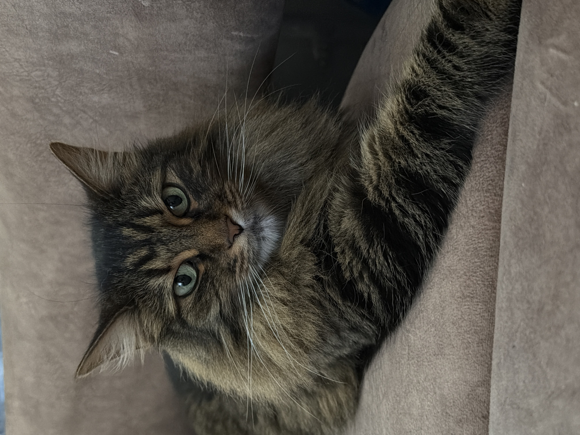 A close-up shot captures a brown tabby cat with striking green eyes resting on a textured, light brown couch. The cat's fur is a mix of dark brown, black, and lighter brown stripes, with a thick mane around its neck and face. Its white whiskers fan out prominently. The cat is positioned horizontally, with its front paw extended forward. The background is a softly blurred, textured surface, likely the couch. The lighting is soft, creating a warm and inviting atmosphere. The image is cropped to focus on the cat's face and upper body, with the rest of its form extending out of the frame. The scene appears to be indoors, in a residential setting. There are no people visible in the image.
