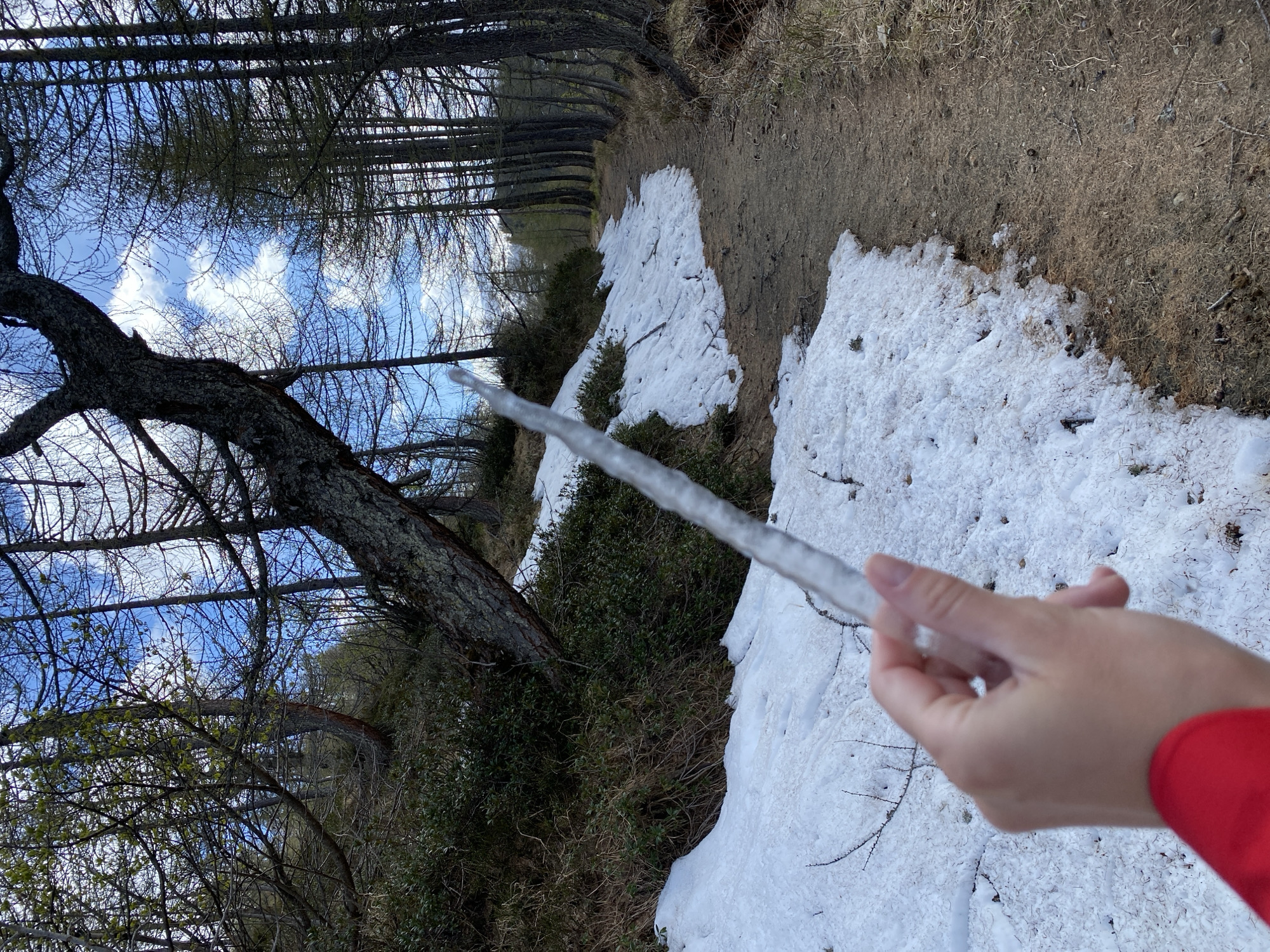 The scene depicts a woodland area in Baceno, Italy, where snow remains on the ground. A dirt path extends into the distance, flanked by trees and low-lying vegetation, some of which is still covered in snow. A person is holding a long icicle in their hand, positioned in the foreground. The sky is visible through the trees, displaying blue with scattered clouds.