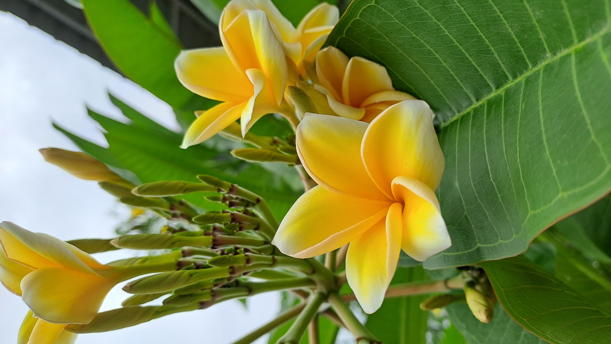 A close-up, eye-level shot focuses on a cluster of bright yellow and white plumeria flowers blooming amidst lush green foliage. The flowers exhibit a delicate, waxy texture, with five petals each, curving inward at the edges. Several flower buds, tightly furled and greenish-yellow, are visible on thin stems to the left and upper left of the frame, suggesting an ongoing blooming process. The large, veined leaves of the plant are a vibrant green, providing a rich backdrop and contributing to the depth of the image. The background is a soft blur of lighter green leaves and a pale, overcast sky, indicating an outdoor setting, likely in a garden or natural environment. The image captures the serene beauty of these tropical flowers. The location is identified as Pulokiton, Indonesia.
