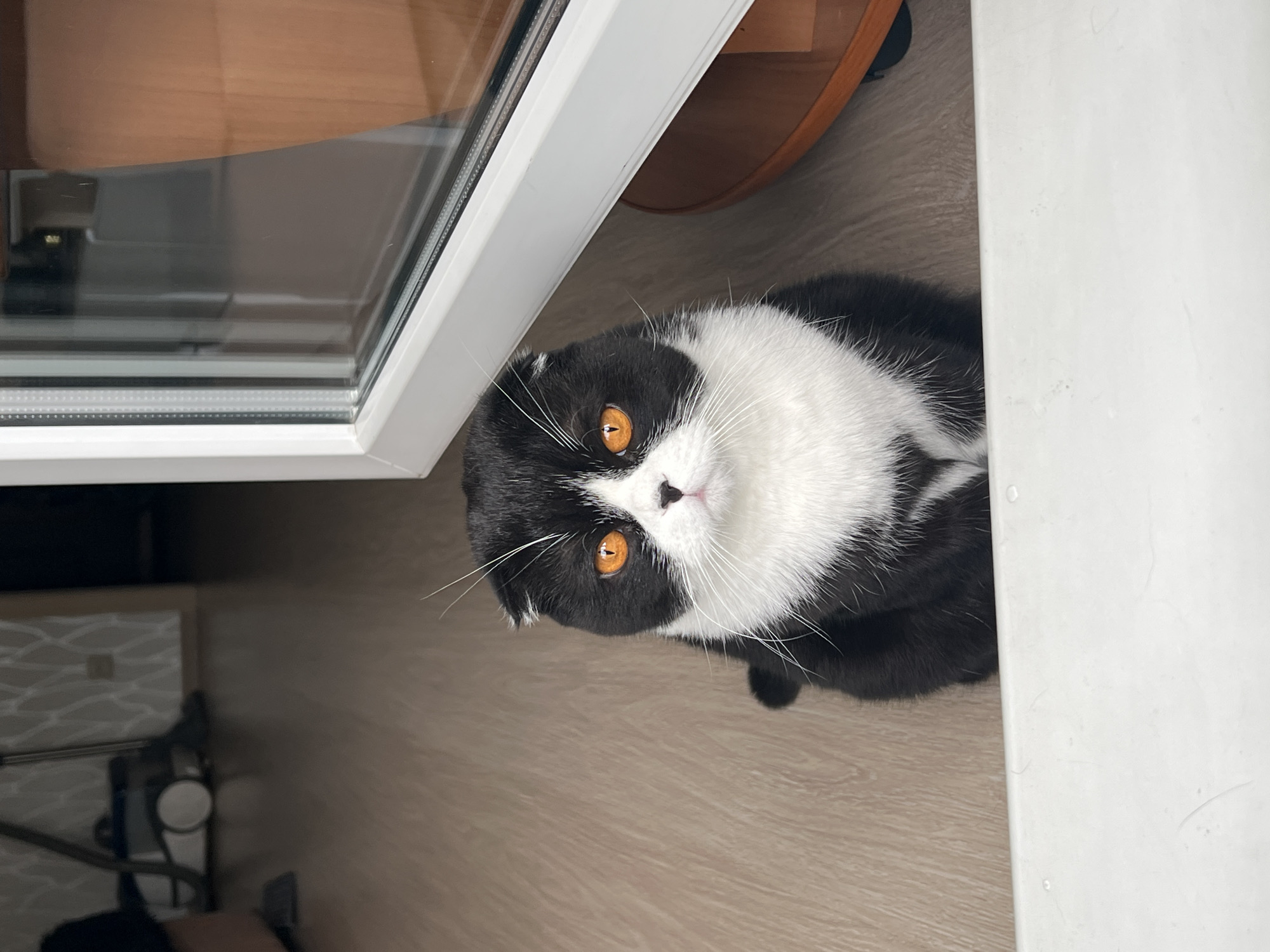 A black and white Scottish Fold cat with amber eyes sits on a wood-patterned floor next to a white wall or cabinet. A white-framed window or mirror sits above the cat. A brown, round object, possibly a table leg, is visible behind the window frame. A vacuum cleaner is partially visible in the lower-left corner. The photo was taken from a high angle, looking down at the cat. There is no specific information about the location being in Perm, Russia.