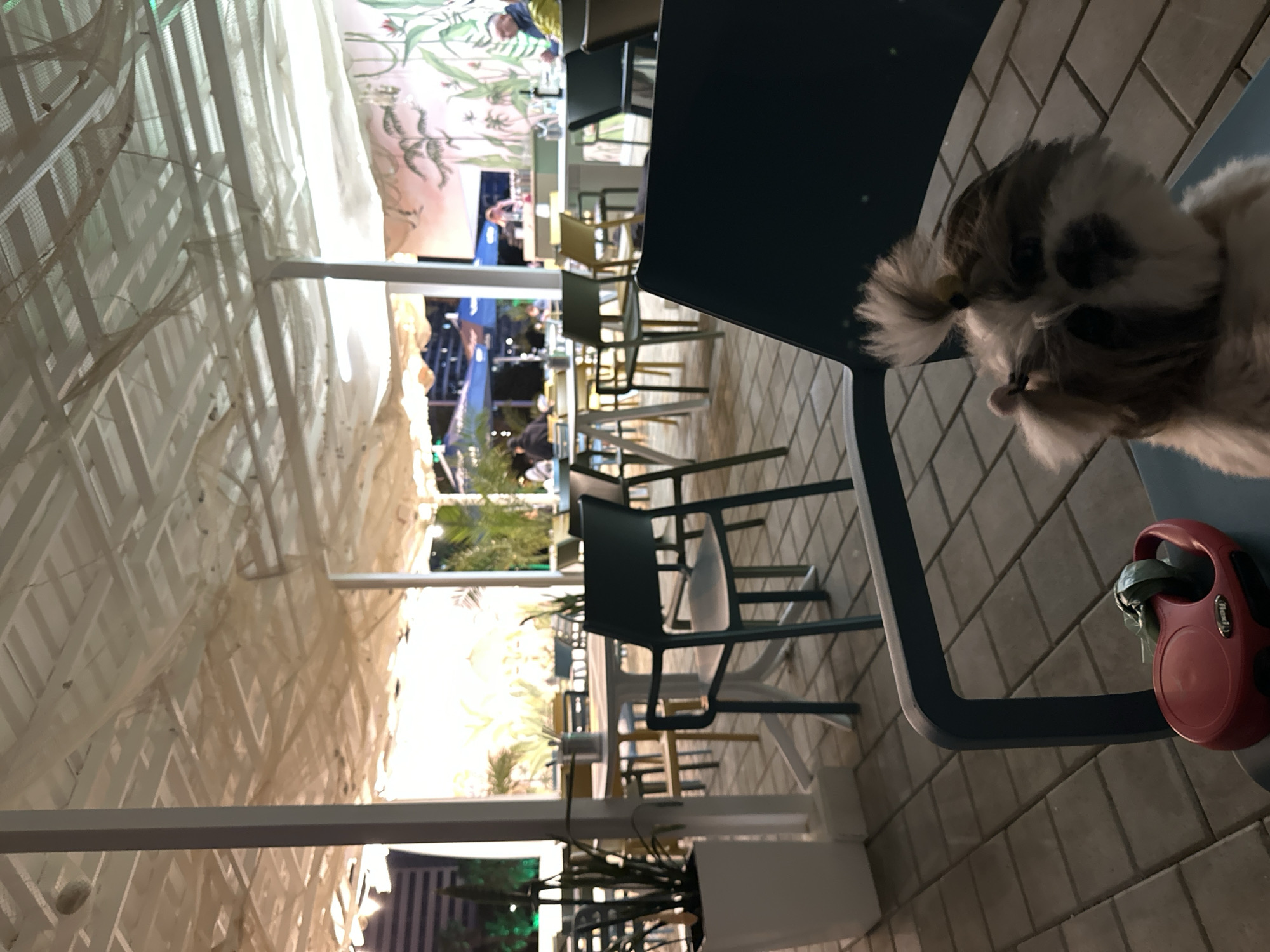 The image shows an outdoor seating area, likely in a restaurant or cafe, with a dog resting on a chair. The location appears to be in Batumi, Georgia.
**Setting:**
* Outdoor area with tiled flooring.
* Tables and chairs arranged in rows.
* A white, tent-like structure overhead with a patterned scrim covering it.
* Potted plants and palm trees visible, suggesting a warm climate.
* In the background, there's activity suggesting other businesses, and an overall lively atmosphere.
**Subjects:**
* A small dog (possibly a Shih Tzu or similar breed) resting on a chair.
* The dog's leash, retracted and red.
**Objects:**
* Metal chairs.
* Tables of various heights.
* Potted plants in white containers.
**Inferences:**
The area seems to be set up for dining or relaxation. The presence of the dog suggests a pet-friendly establishment. The backdrop of commercial activity indicates a location within a tourist-oriented area in Batumi, Georgia.