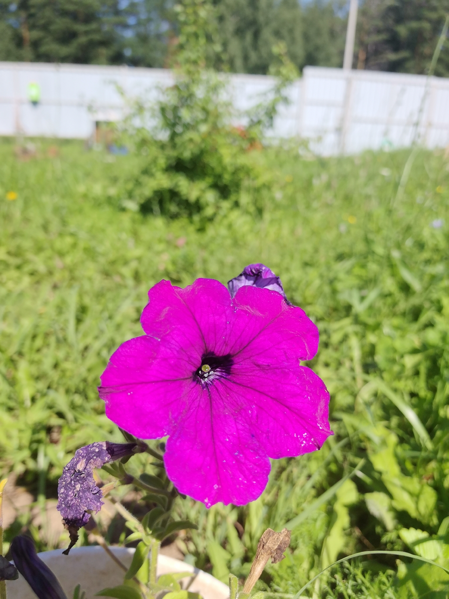 This is a close-up, eye-level, outdoor photograph of a vibrant pink petunia flower in the foreground. The flower is in bloom with five distinct petals, a dark center, and visible pollen. To the left of the main flower, a shriveled, purple flower bud hangs from its stem. The background is a blur of green grass and foliage, suggesting a garden or park setting. In the far background, a white fence and trees are visible, with a hint of blue sky above. There are no people present in the image. The scene is set in the city of Kaimary, Russia.