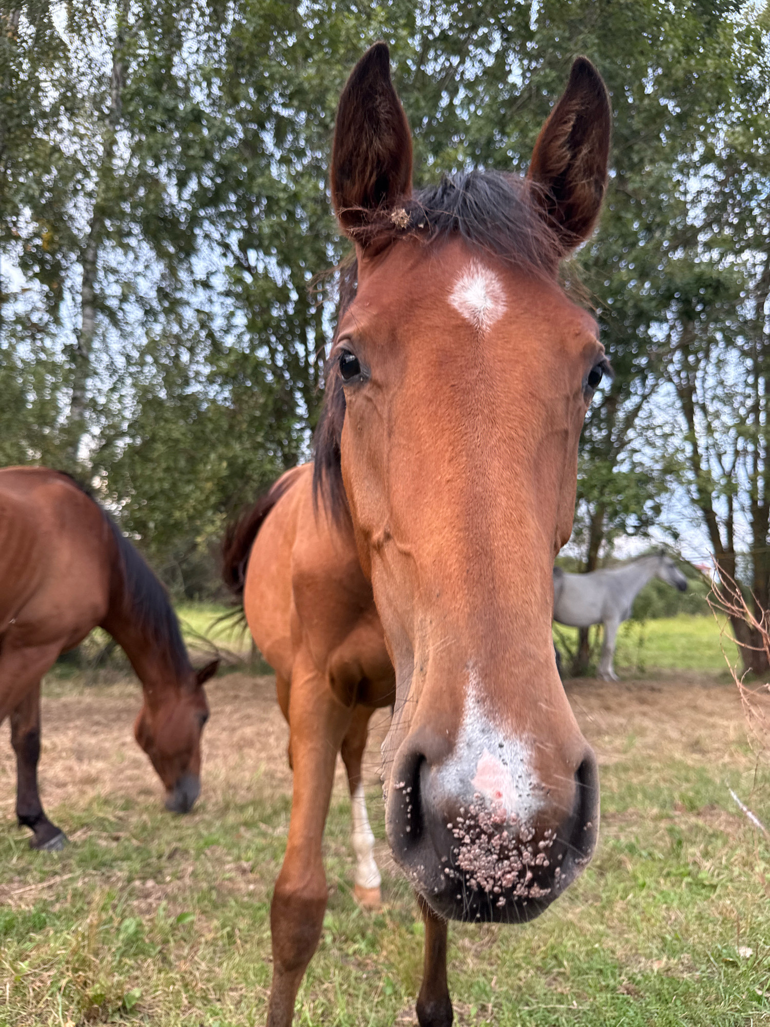 In Aukštieji Rusokai, Lithuania, a close-up shot focuses on the head of a brown horse. The horse's muzzle, covered in small, light-colored growths, is prominent. A small white star marking is visible on its forehead. In the background, another brown horse grazes, and a white horse stands in a field. The environment appears to be a rural, grassy area with trees forming a natural backdrop.