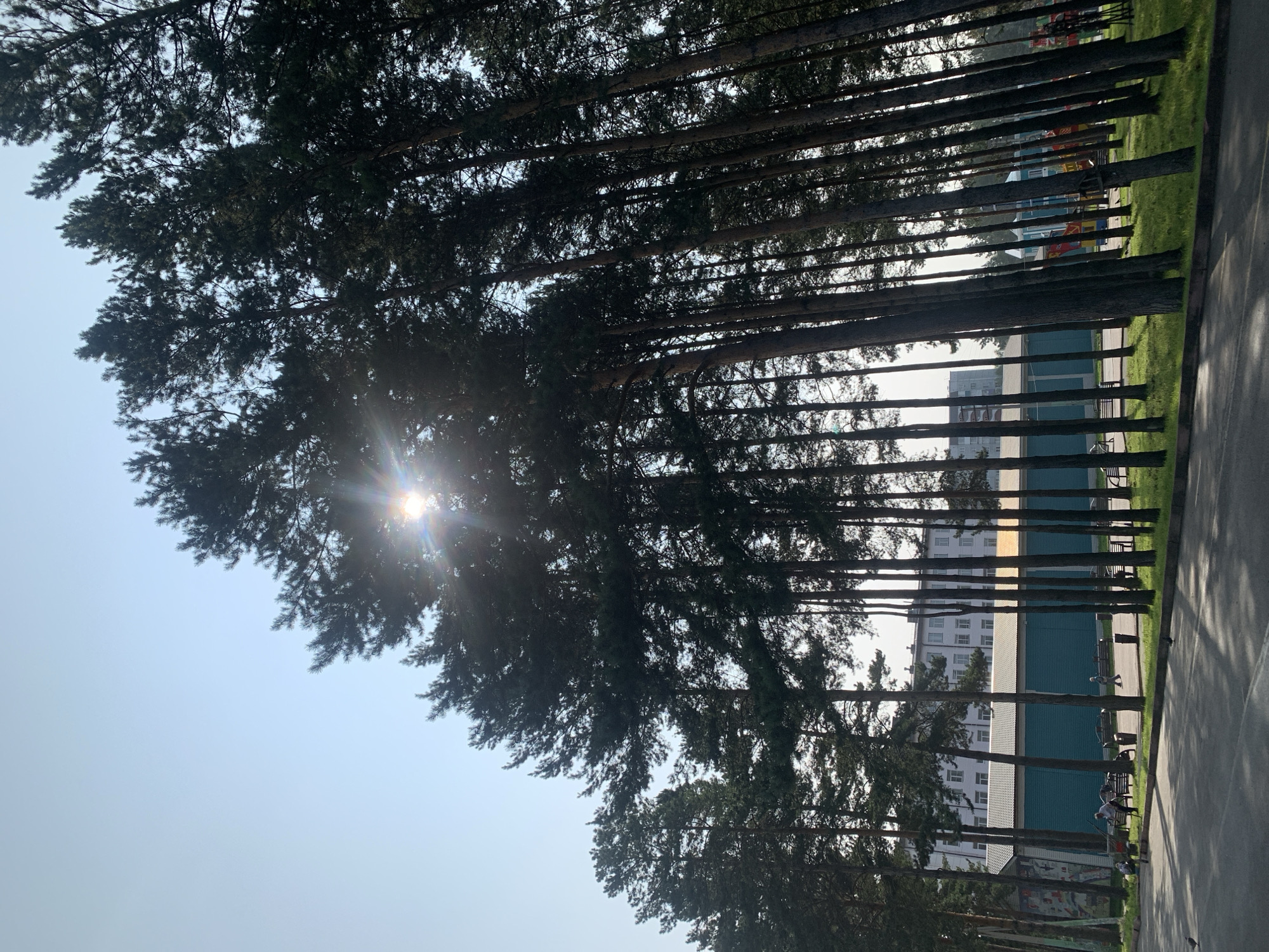In Prokopyevsk, Russia, a sun-drenched scene unfolds against a backdrop of tall pine trees. The sun pierces through the dense foliage, creating a lens flare effect. In the mid-ground, a blue, long building with a white roof is visible, adjacent to a larger, multi-story white building with numerous windows. A paved walkway runs in the foreground, bordered by a grassy area. Several people are scattered throughout the scene, some walking, others sitting on benches. One individual appears to be fishing with a long pole near the blue building. A few pigeons are present on the paved area. The overall atmosphere is one of a tranquil, daytime setting in an urban park or recreational area.