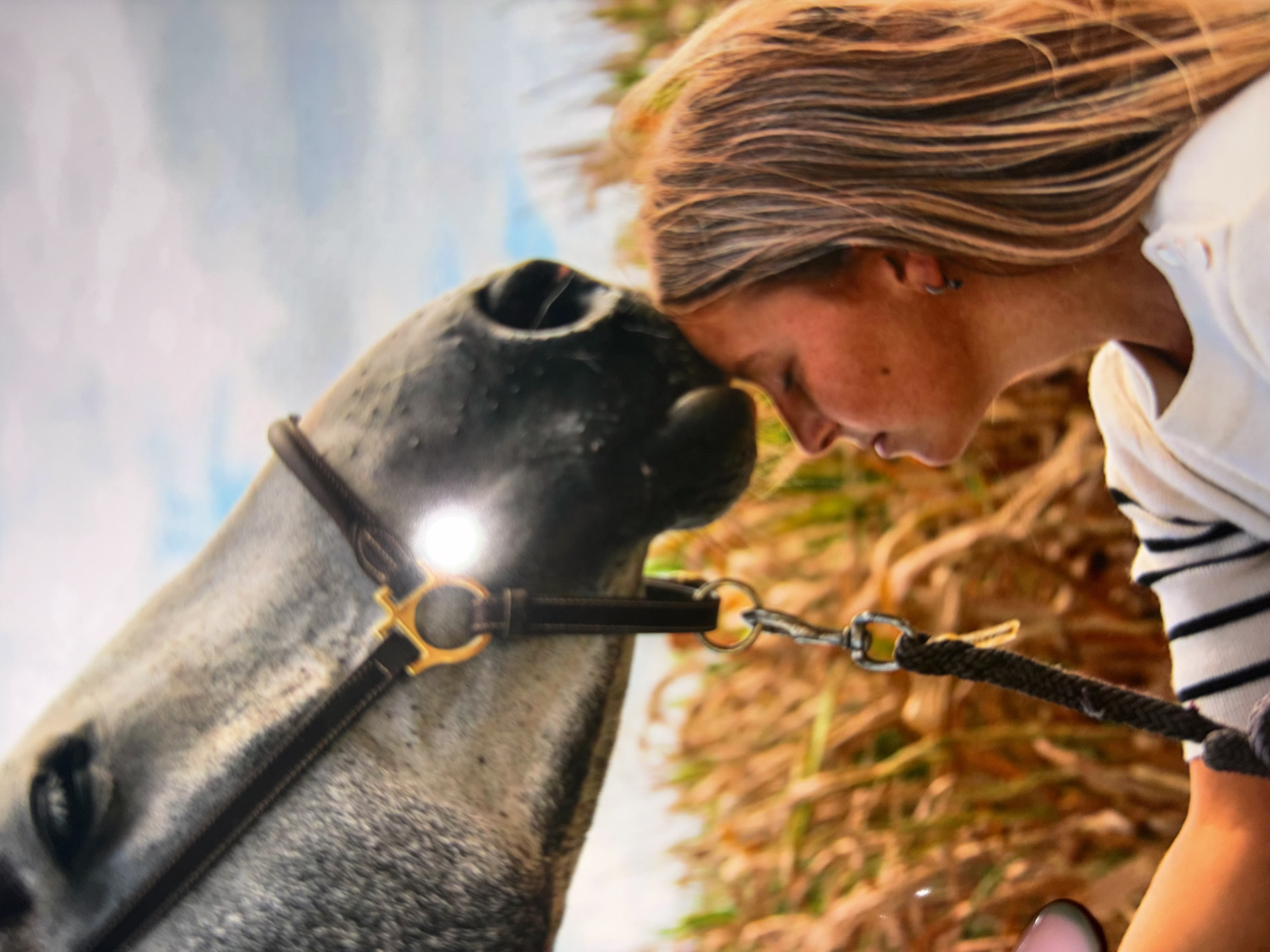 The image depicts a heartwarming moment between a young woman and a horse in an outdoor setting. A woman with long, flowing blonde and light brown hair is seen in profile, gently resting her forehead against the forehead of a light-colored, possibly grey or dappled grey, horse. She wears a white top with black striped sleeves, and a small hoop earring is visible on her ear. Her expression suggests tenderness and a deep connection with the animal.
The horse is adorned with a dark leather bridle featuring prominent golden-colored hardware. A dark, braided lead rope is attached to the bridle with a silver-colored clip. The background reveals a field filled with dried, golden-brown vegetation, possibly corn stalks or tall grasses, suggesting a late summer or autumn environment. A clear blue sky with some soft white clouds is visible in the upper left portion of the image. The lighting is warm, indicating daytime. The scene conveys a sense of peace, affection, and a strong bond between human and animal. There is no visible text in the image.