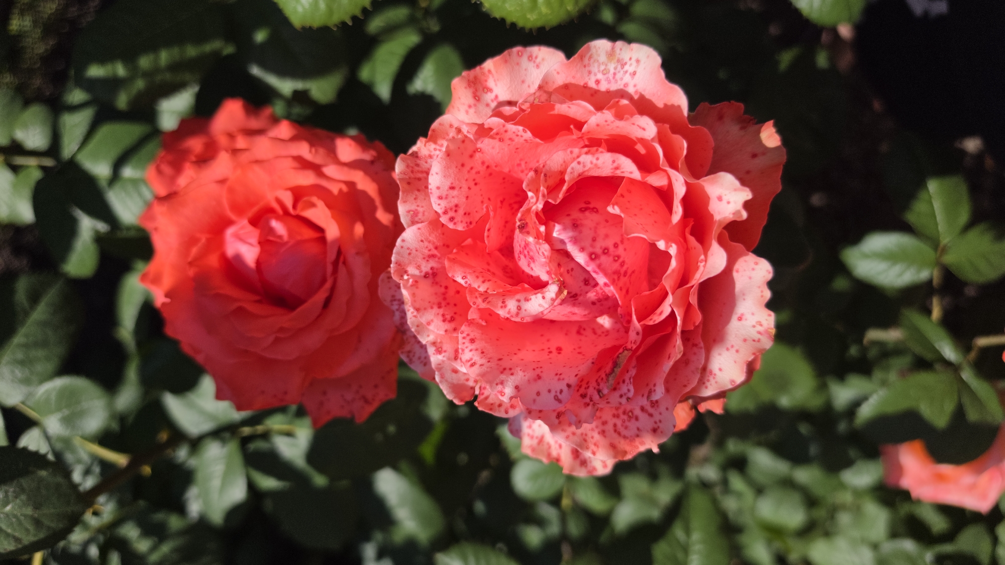 Two red roses are in bloom, with one prominently in the foreground. The foreground rose is a vibrant pinkish-red with delicate red speckles across its petals. Behind it, a second rose, slightly out of focus, displays a deeper, more uniform red hue. The roses are nestled amongst lush, dark green foliage, suggesting an outdoor garden setting. The background is softly blurred, with hints of shadows and dappled sunlight illuminating the scene. This image was captured in a garden in the city of Krasnochervonnyi, Russia.