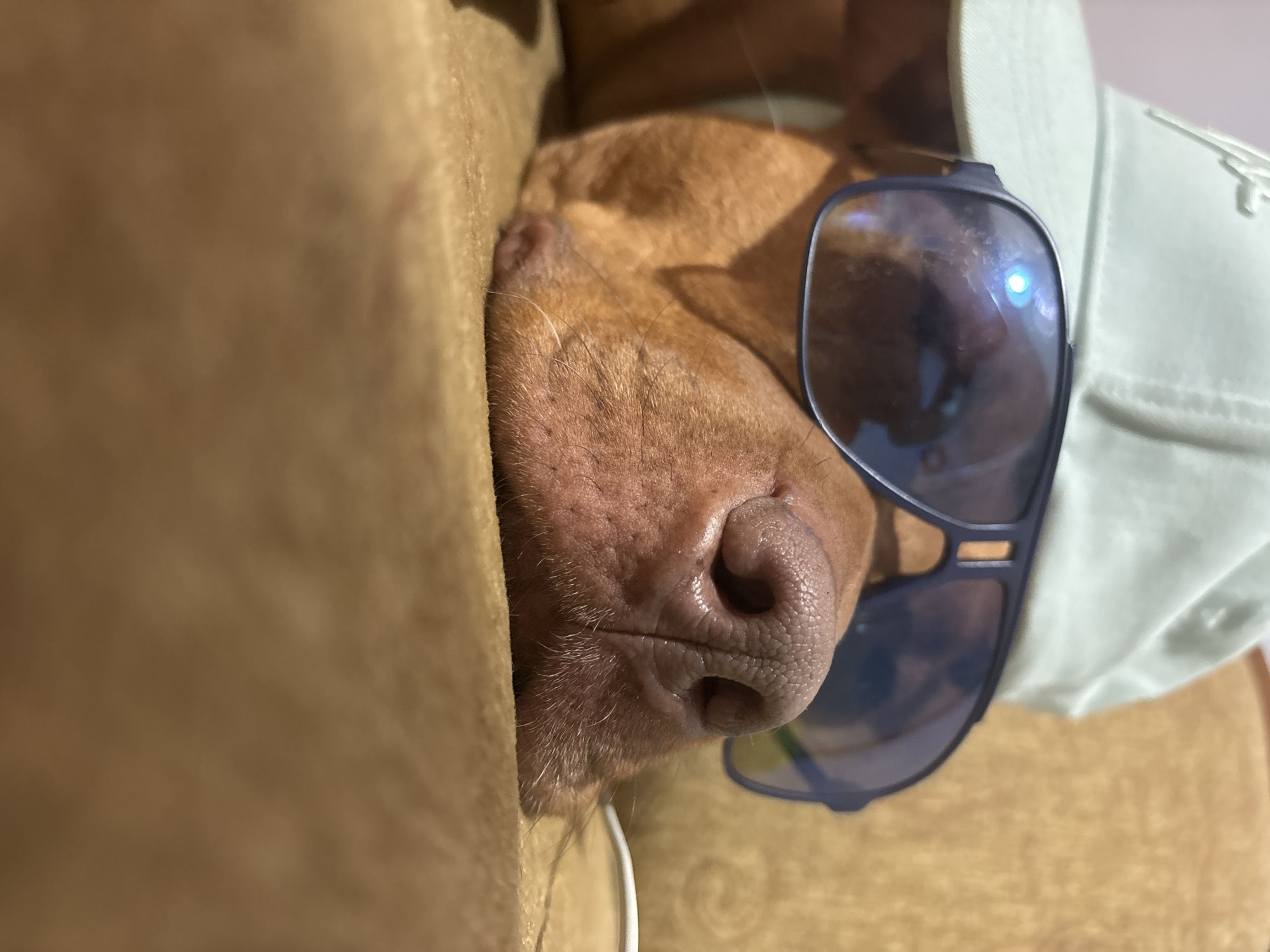 A close-up image shows a brown dog with sunglasses, nestled between what appears to be a light brown sofa cushion and a light green shirt or jacket. The focus is on the dog's nose and muzzle, with the sunglasses partially obscuring the dog's face. No location information is discernible.