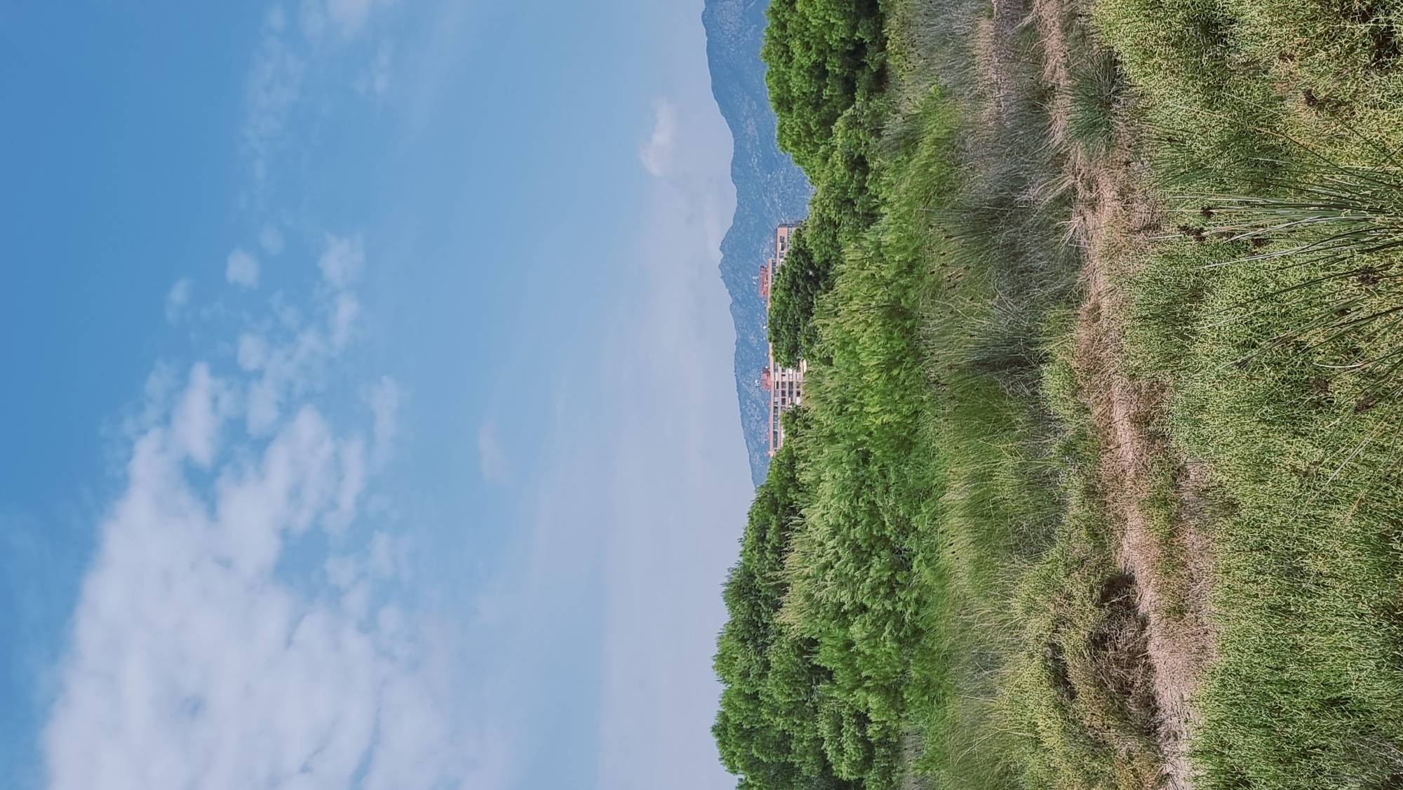 A wide shot captures a coastal landscape under a partly cloudy blue sky. In the foreground, a field of tall, green grasses and dry brush stretches across the bottom half of the image, with a sandy path visible through the vegetation. A dense line of lush green pine trees forms a middle ground, behind which a multi-story building with a red-tiled roof is partially visible. In the background, a rugged mountain range with rocky peaks completes the scene. The overall impression is one of a natural, undeveloped coastal area, likely located near a settlement, as indicated by the building and mountains.