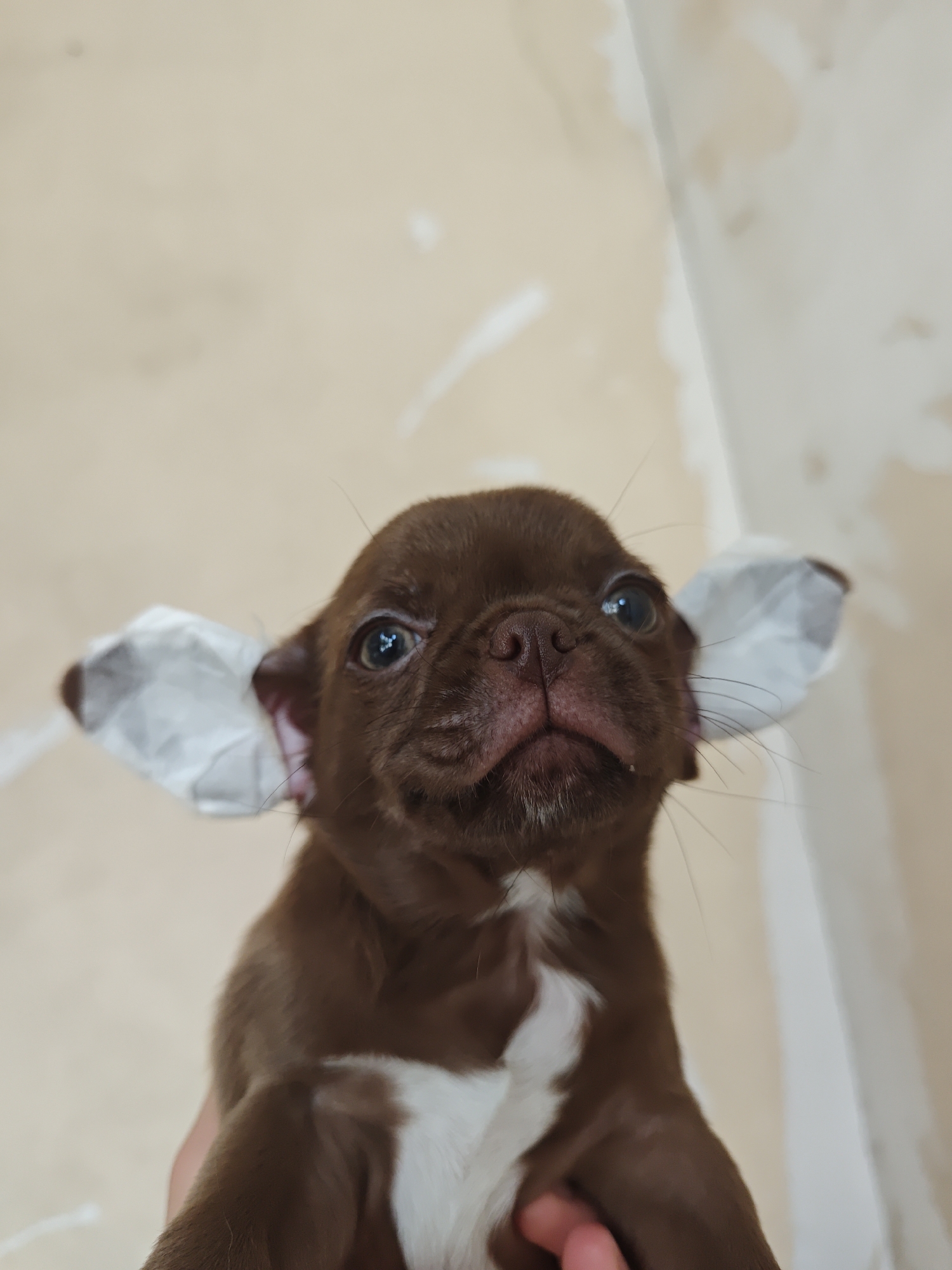 A low-angle, medium shot captures a brown French Bulldog puppy being held by an unseen person. The puppy has white markings on its chest and wears a paper-like material on each ear, giving them a folded appearance. Its eyes are wide and blue, looking upwards. The background is a pale, textured wall with some lighter smudges.