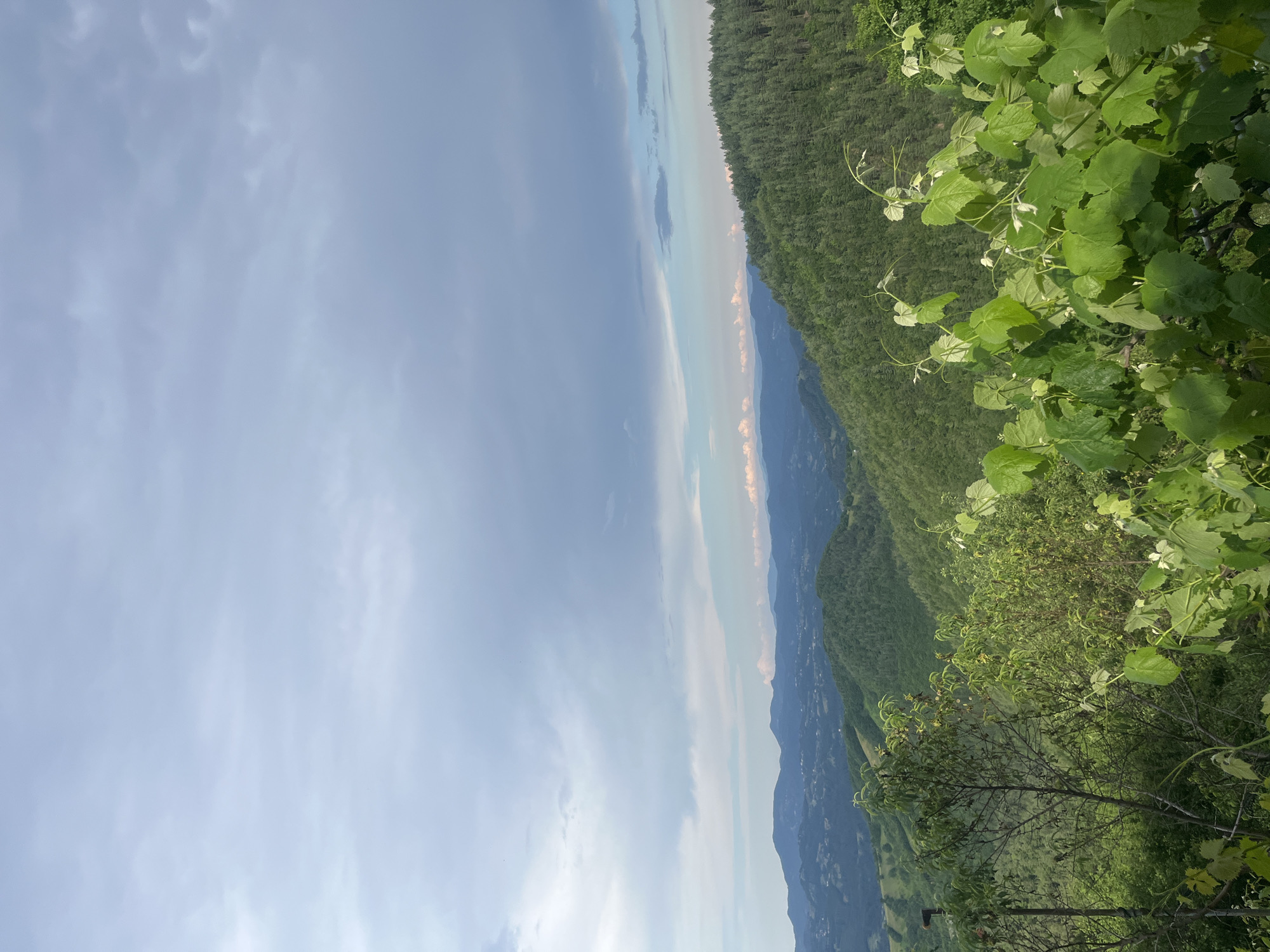 The image depicts a panoramic view of rolling hills and distant mountains under a cloudy sky. The foreground is dominated by lush green foliage, including grapevines with broad leaves and tendrils reaching upwards. In the mid-ground, a dense forest covers the slope of a hill, with individual trees discernible. Further in the distance, more hills and mountains are visible, fading into a hazy blue, suggesting a considerable depth to the landscape. The sky is filled with a mix of light and dark gray clouds, with patches of lighter blue sky peeking through. The overall scene is one of natural beauty and tranquility. The location is identified as being in the city of Startsevo, Bulgaria.