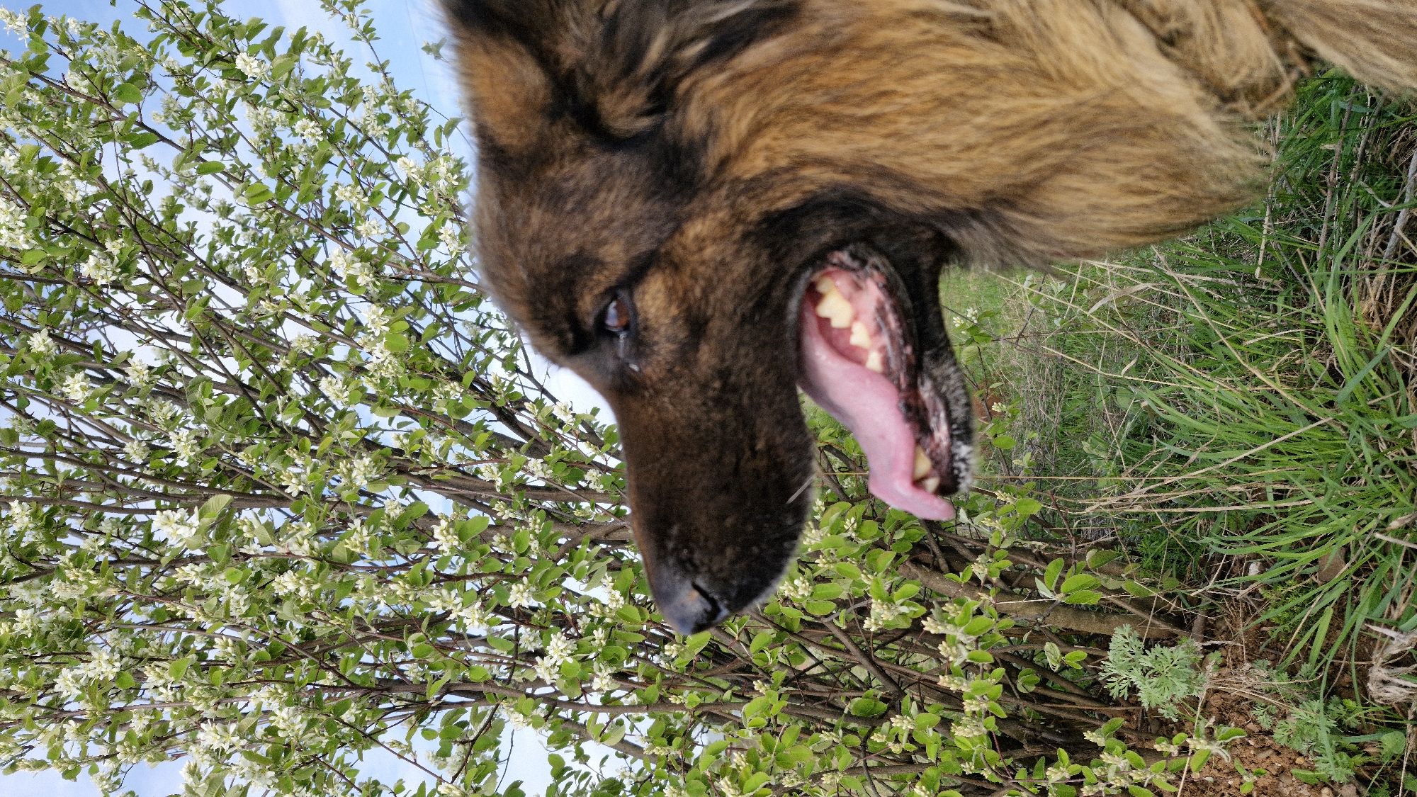 A close-up photograph depicts the head of a brown and black German Shepherd dog with its mouth open and tongue protruding. The dog is positioned in front of a dense bush covered in small white flowers and green leaves, with a patch of green grass visible to the right. The background includes a glimpse of a blue sky. The location is Otchor, Russia.
