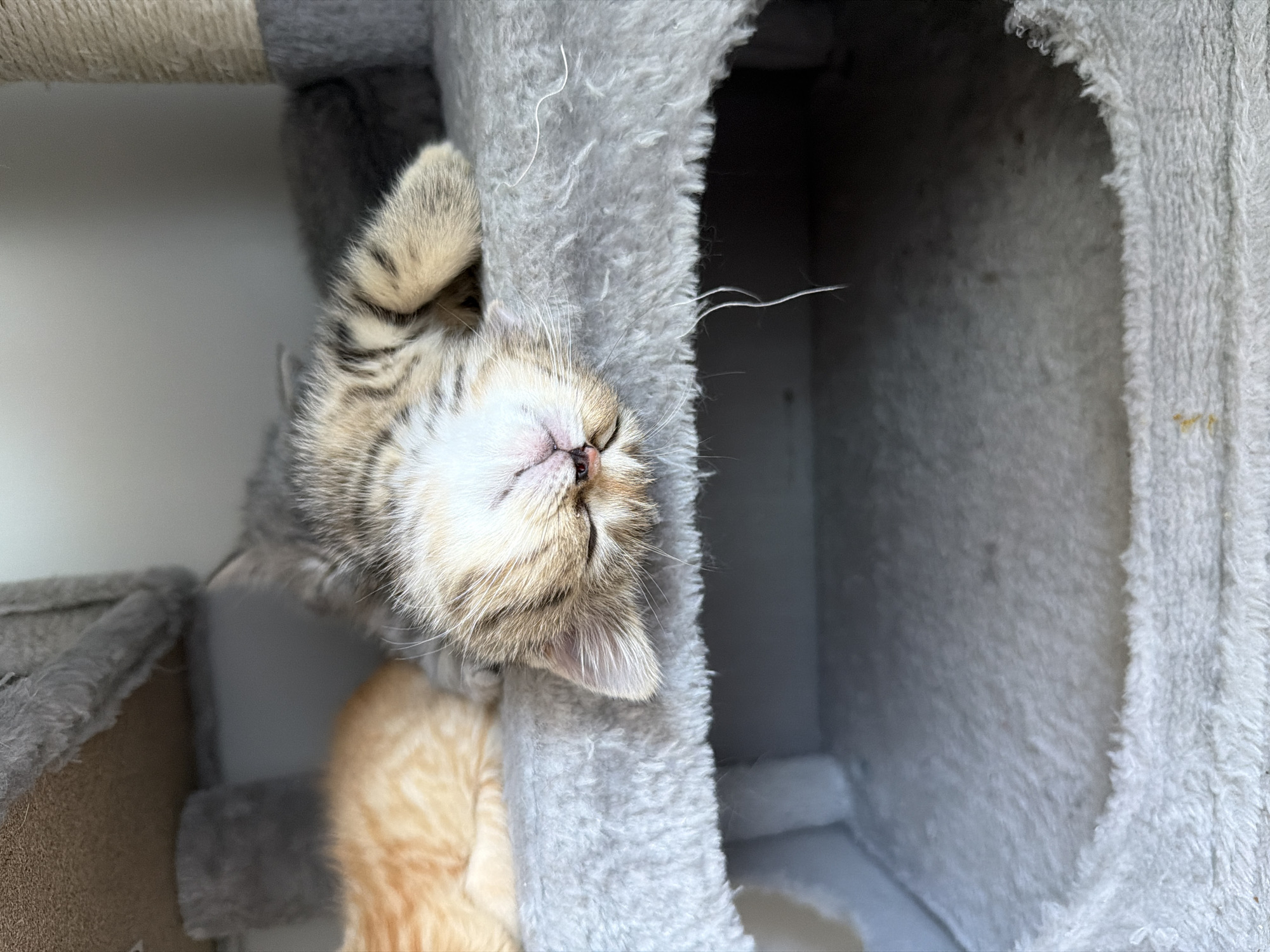 A tabby kitten is sleeping on a grey, carpeted shelf of a cat tree. The kitten is lying on its back with its head tilted back and its mouth slightly open. There is an orange kitten sleeping next to it on the left. The cat tree is likely in a residential setting within the city of Fort Erie, Canada, as indicated by the metadata. The environment appears to be indoors, with natural light coming from the right.