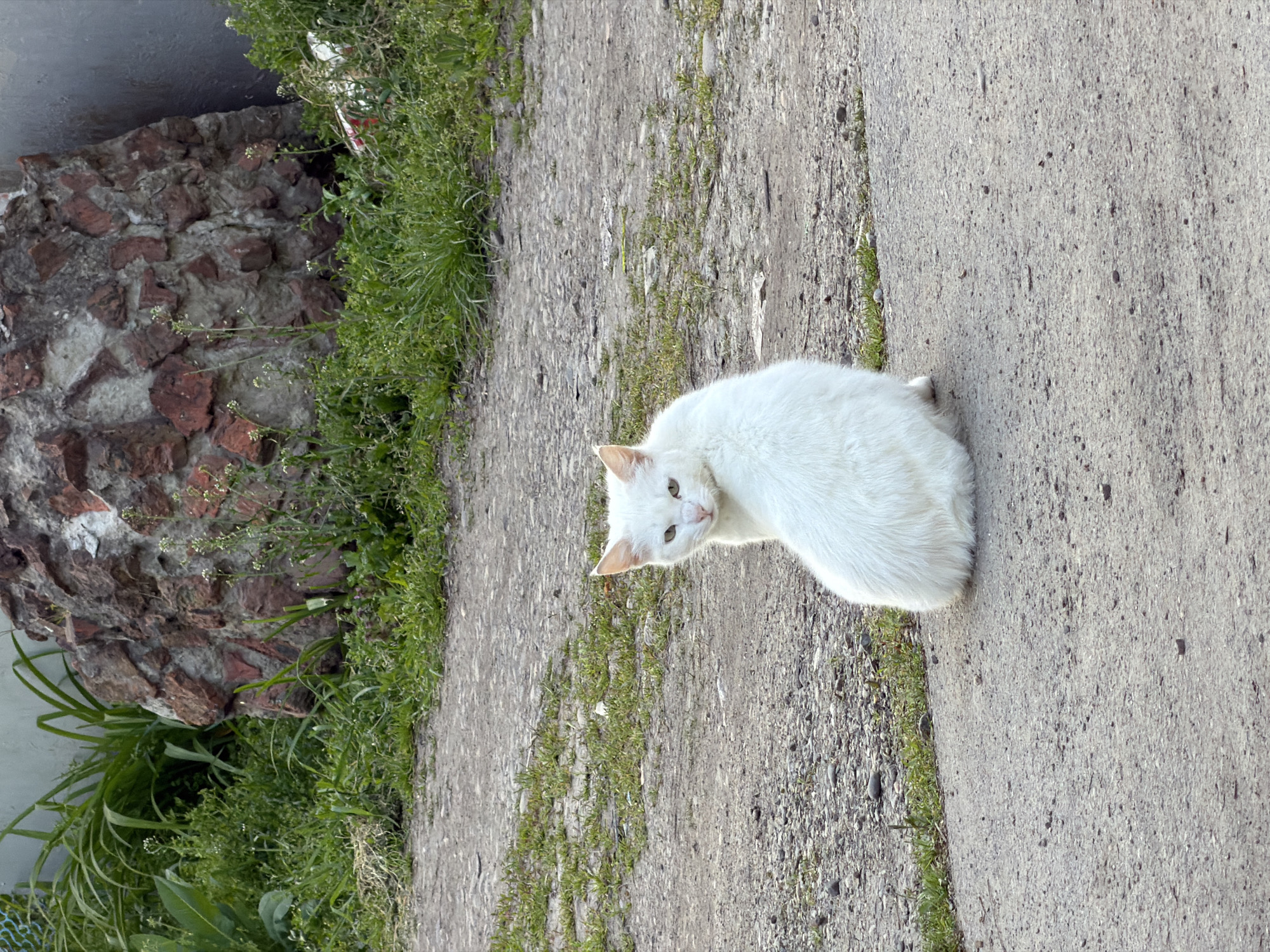A white cat with light-colored eyes is centrally positioned in an outdoor scene, looking directly at the viewer. The cat has clean, fluffy white fur, with a faint pinkish hue visible on the inside of its ears. It appears to be sitting or resting on a paved surface.
The setting is an area in Beryozovy, Russia, characterized by a mix of constructed elements and natural growth. The cat is on a grey concrete or asphalt path that occupies the mid-ground and right side of the image. This path shows signs of age, with small stones and pebbles embedded in its surface and thin lines of green grass growing in cracks along its edges.
To the left of the path, there is a strip of dense green grass and weeds. Further to the left and behind this vegetation, a rustic wall or foundation made of irregular reddish-brown bricks and grey mortar is visible. This low structure is partially covered by more abundant, wild green plants and tall grass blades. The overall impression is that of a somewhat unkempt outdoor space, possibly a roadside or backyard area. The lighting is bright and even, suggesting it is daytime on a clear day. No text is visible within the image.