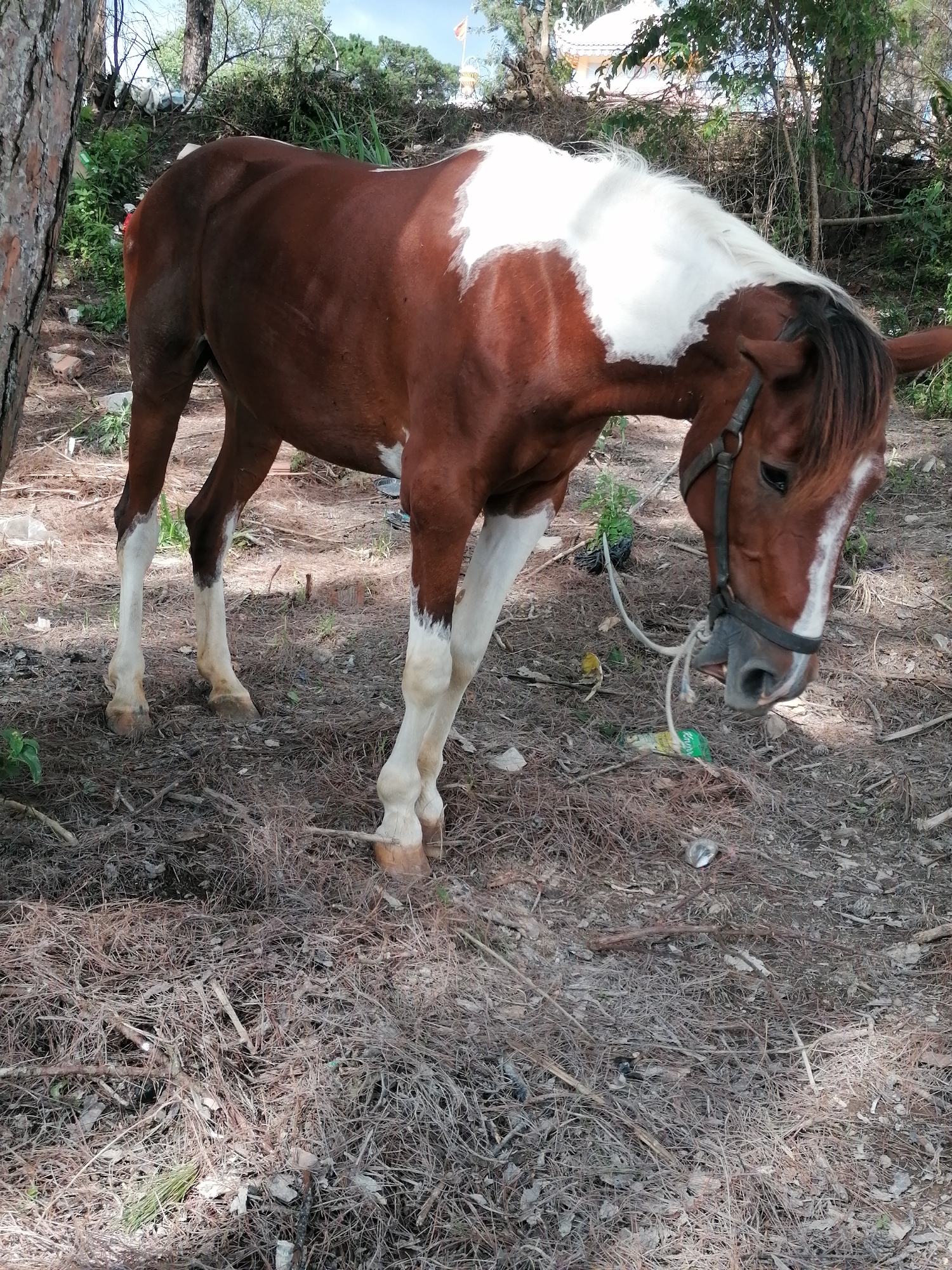 A brown and white horse stands in a wooded area with dry, pine-needle-covered ground. The horse is facing to the right, with its head lowered as if grazing or investigating something on the ground. It has a dark mane and a bridle. The background shows trees, green foliage, and a glimpse of a building with a white roof in the distance. The scene appears to be outdoors during the daytime, with dappled sunlight on the ground. There are some scattered pieces of trash on the ground, including a colorful wrapper and a shiny object. The horse's coat is a rich brown with a large white blaze on its forehead and white markings on its legs. Its tail is not fully visible. The setting suggests a rural or natural environment.
