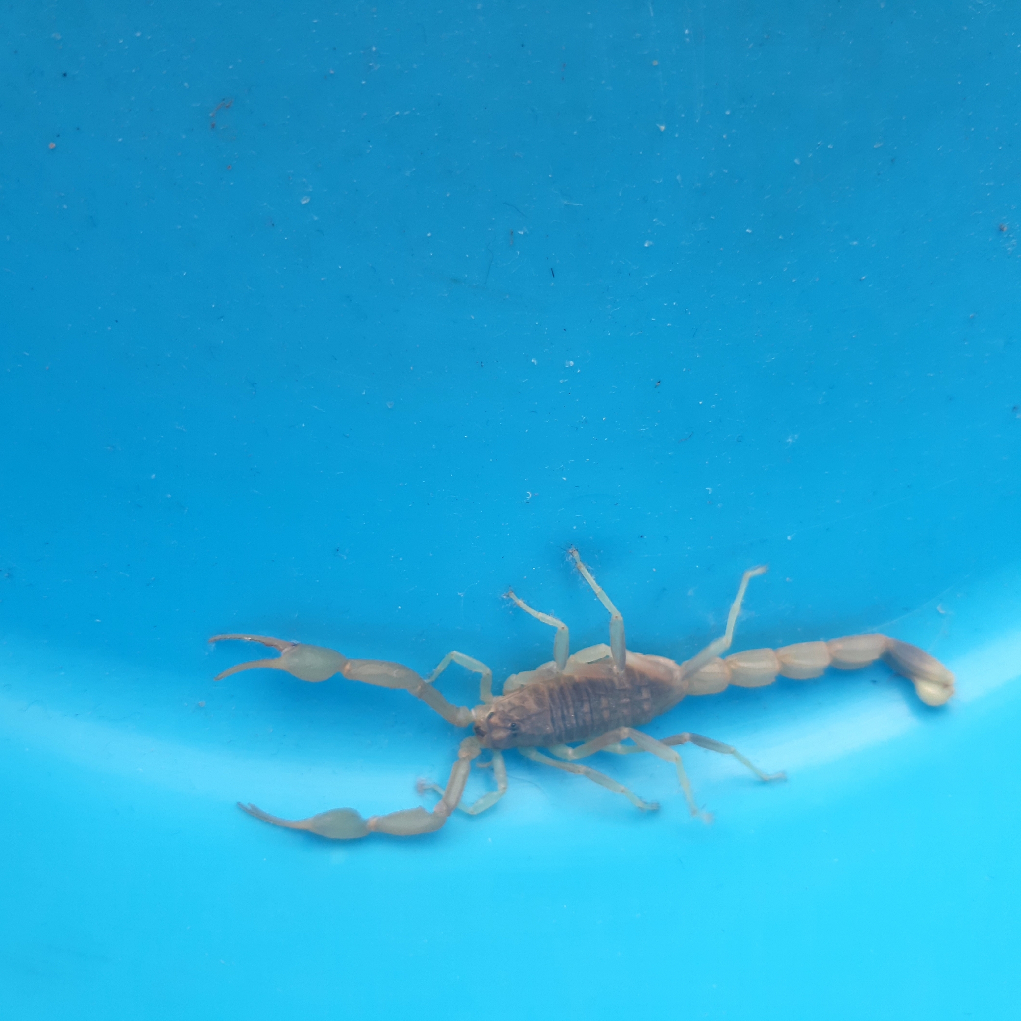 A scorpion lies on a light blue surface. The scorpion is a light tan color, and the surface has some minor imperfections. The scorpion has two pincers extended towards the left side of the frame and its tail curls up and to the right. The location of Yeghegnadzor, Armenia is not visually discernible in the image. No people, specific objects, actions, or interactions are observable beyond the scorpion on the blue surface. The environment appears to be a smooth, non-porous container.