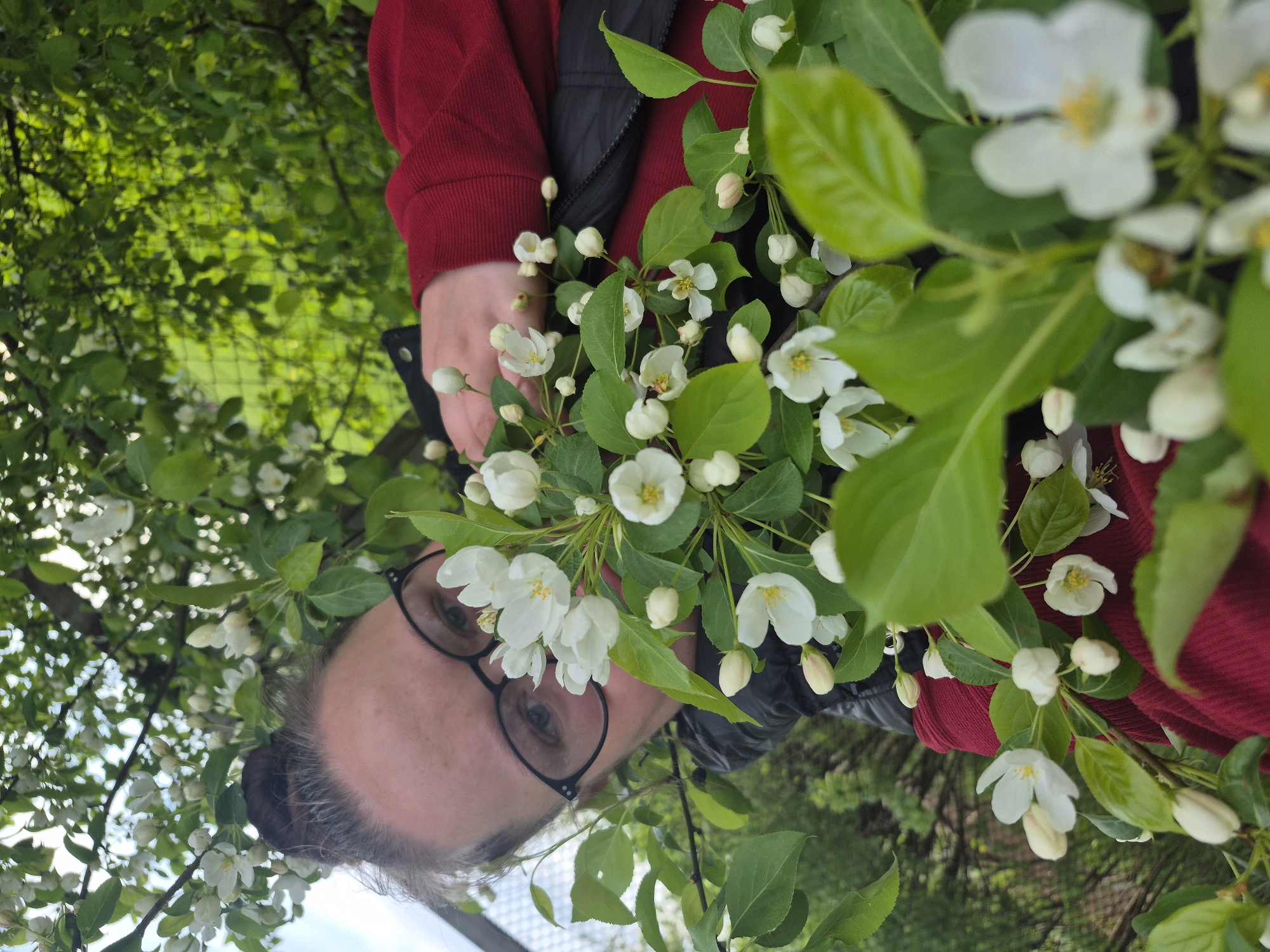 The image shows a person holding a blooming branch with white flowers and green leaves. The person is wearing glasses, a red sweater, and a black vest. Their hair is pulled back in a bun. The background includes more green foliage and trees, suggesting the person is outdoors in a park or garden. The image is rotated, so the ground is near the top of the frame and the sky is near the bottom. The location is Unknown, Unknown.