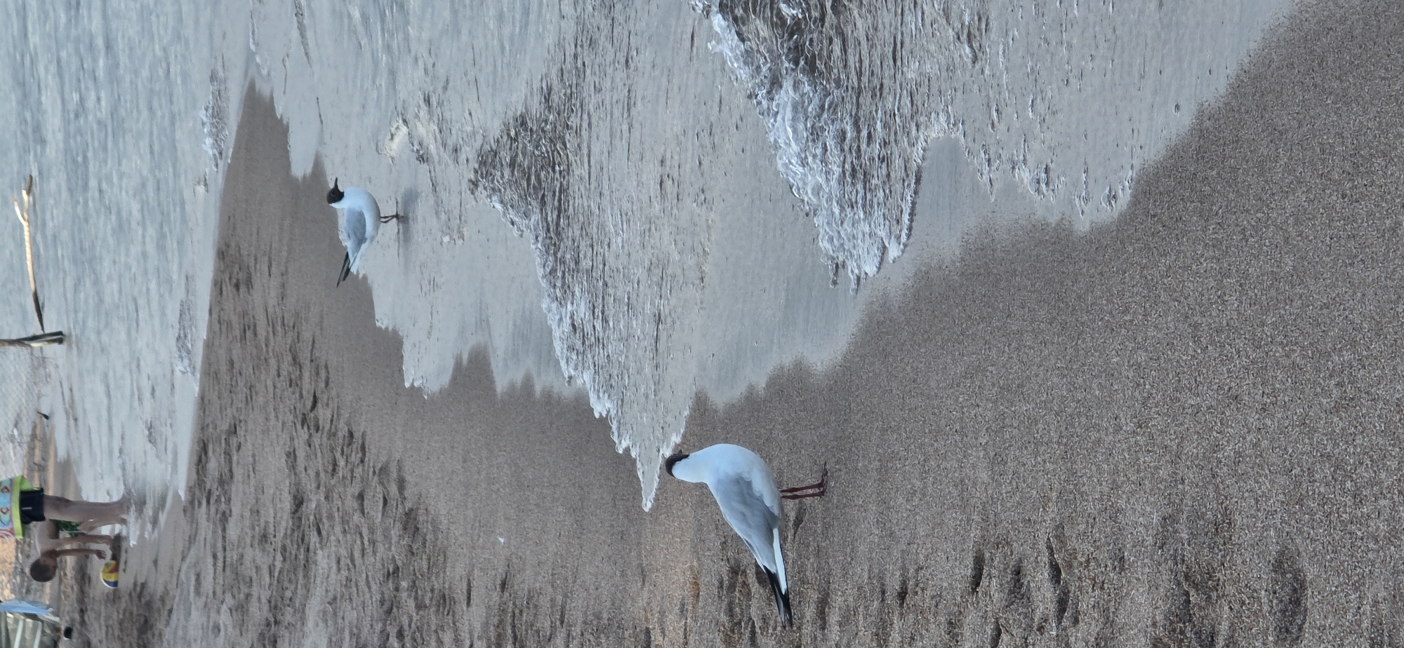 This image captures a beach scene, likely at Lake Issyk-Kul near Bulan-Segettu, Kyrgyzstan. In the foreground, two seagulls are present. One seagull, predominantly white with a black head and red legs, stands on the wet sand near the water's edge. Another seagull, similar in appearance but further back and partially obscured by the water, is also visible. The background shows the shallow, calm water of the lake, with small waves lapping at the sandy shore. Further in the background, a child can be seen playing in the water near the shoreline. The overall environment is a beach with fine-grained sand and clear water.
