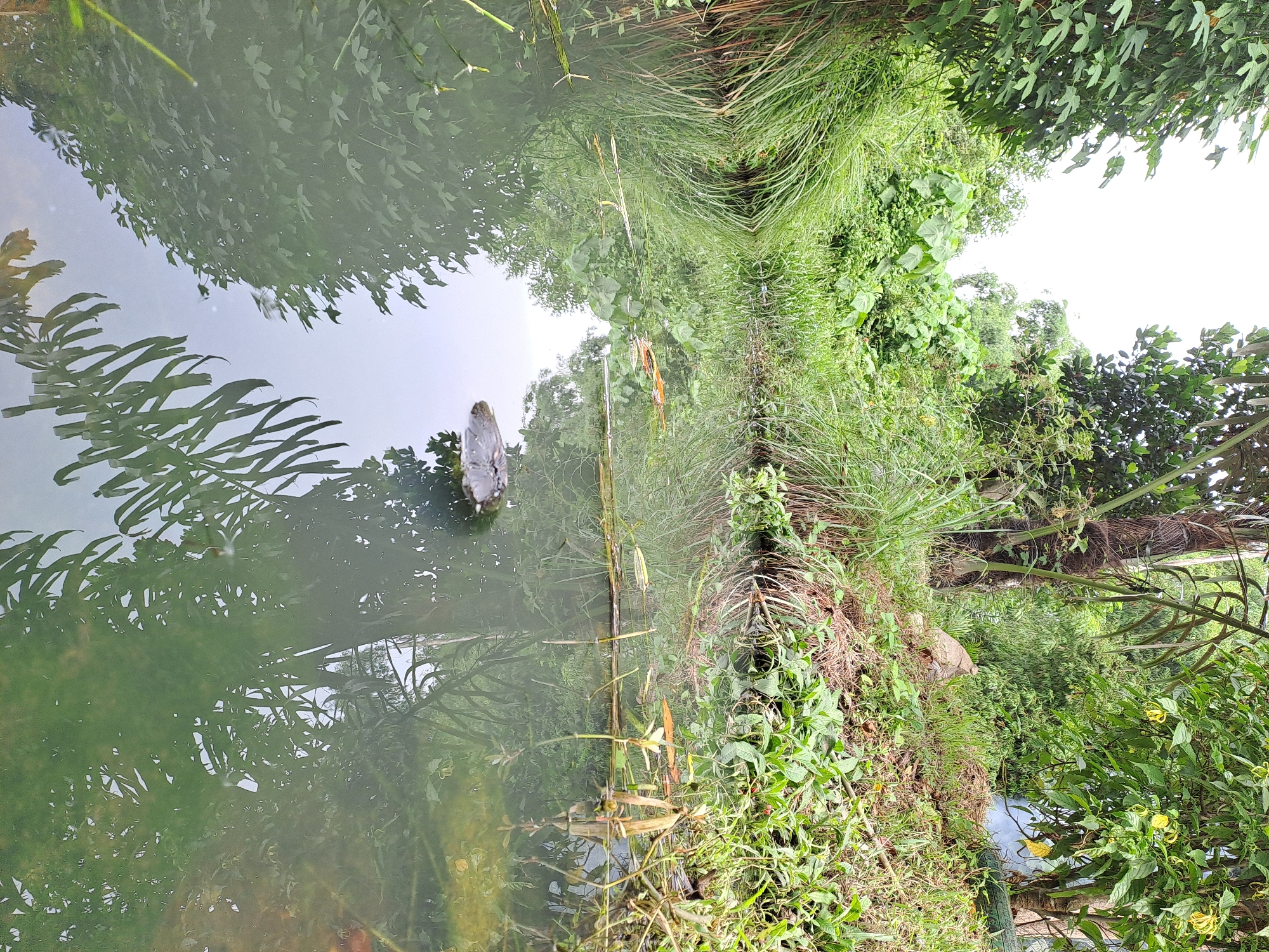 A still, greenish body of water, possibly a canal or pond, reflects the lush vegetation and overcast sky of Geulanggang Baro, Indonesia. The water's surface is disturbed by subtle ripples, and a dark, irregular object, possibly a rock or submerged debris, breaks the reflection in the lower right quadrant. Debris, including what appear to be orange leaves and dried reeds, floats on the water's surface. The banks of the waterway are densely overgrown with tall grasses, leafy plants, and trees, creating a natural, untamed environment. The overall impression is one of a serene, natural landscape within the locale.
