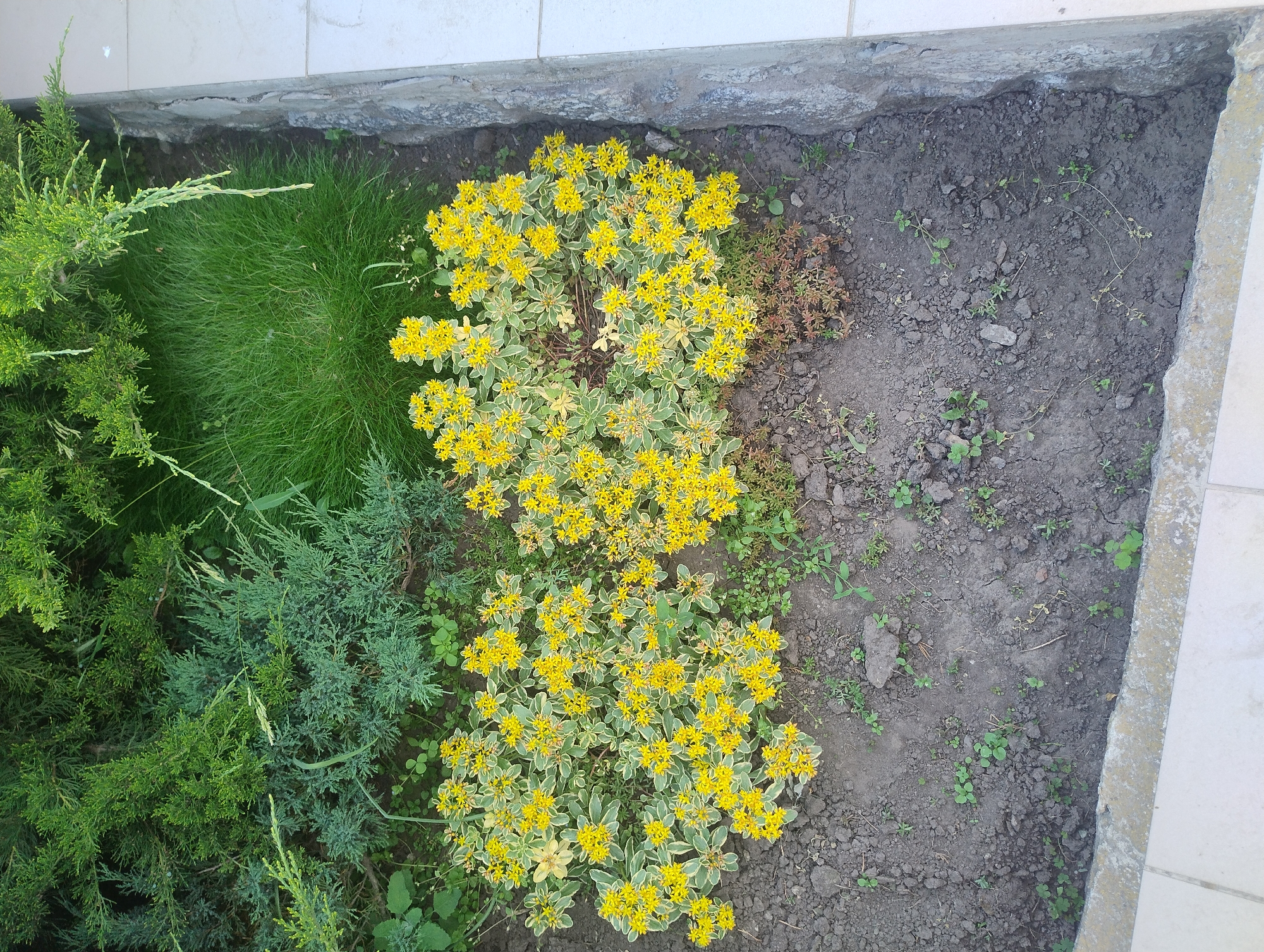 An overhead shot captures a garden bed bordered by light-colored stone and tile. The garden bed itself is filled with dark soil and features a variety of plants. In the center and left side of the frame are two clusters of low-growing plants adorned with abundant small, bright yellow flowers and variegated green and cream leaves. To the right of these flowering plants and slightly behind them, a patch of lush, bright green grass grows. Behind the grass and the yellow-flowering plants, several bushes of dense, green evergreen foliage, possibly juniper, are visible. The overall impression is one of a well-maintained garden area with a mix of textures and colors.