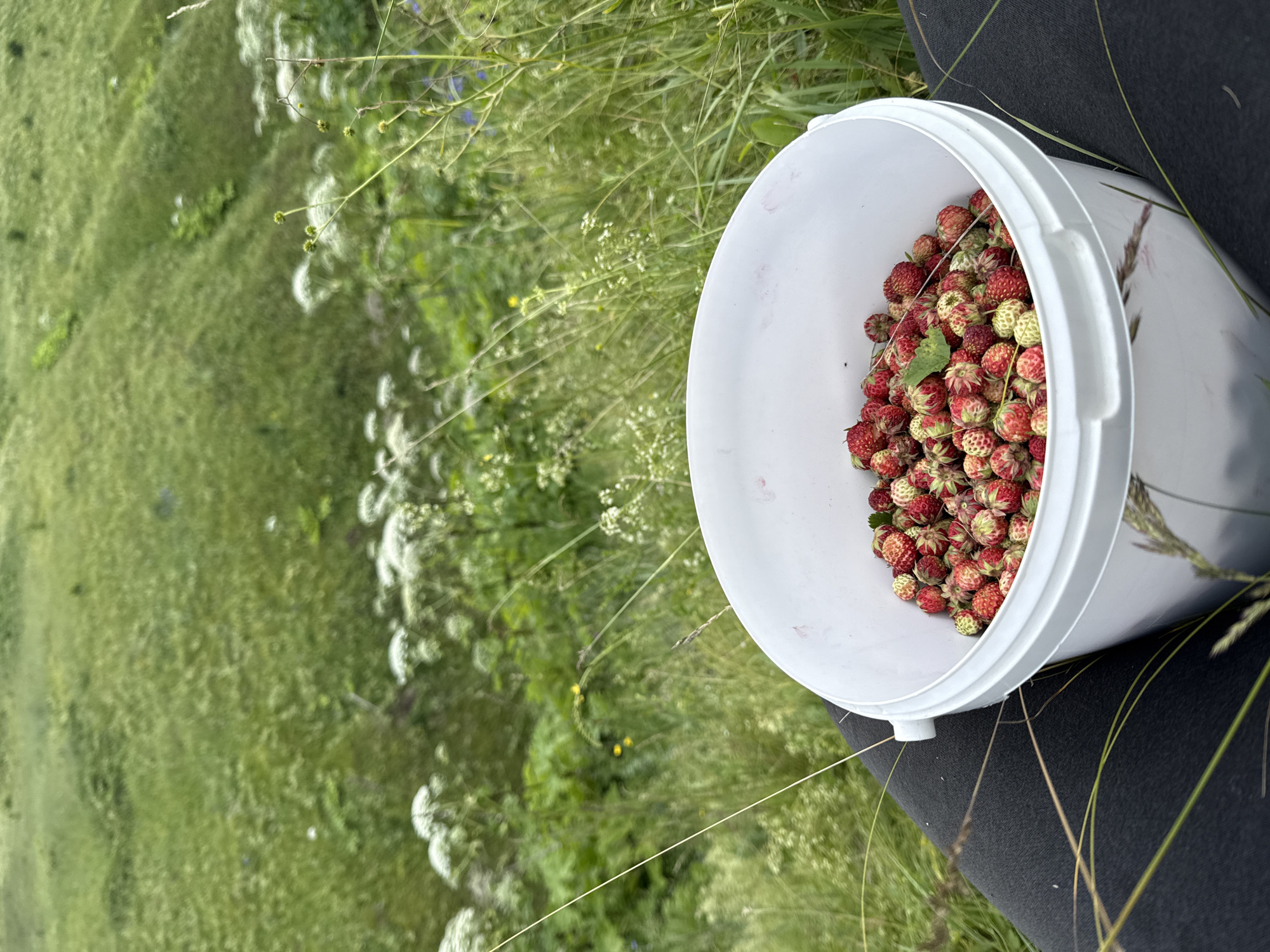 A white bucket filled with wild strawberries rests on a person's lap. The bucket is positioned on dark leggings, with tall grass and wildflowers in the foreground and background. The background shows a lush green hillside with some white wildflowers and a hint of blue flowers. The image is taken from a high-angle perspective. The location is implied to be in the city of Kalinino, Russia, based on the context provided.