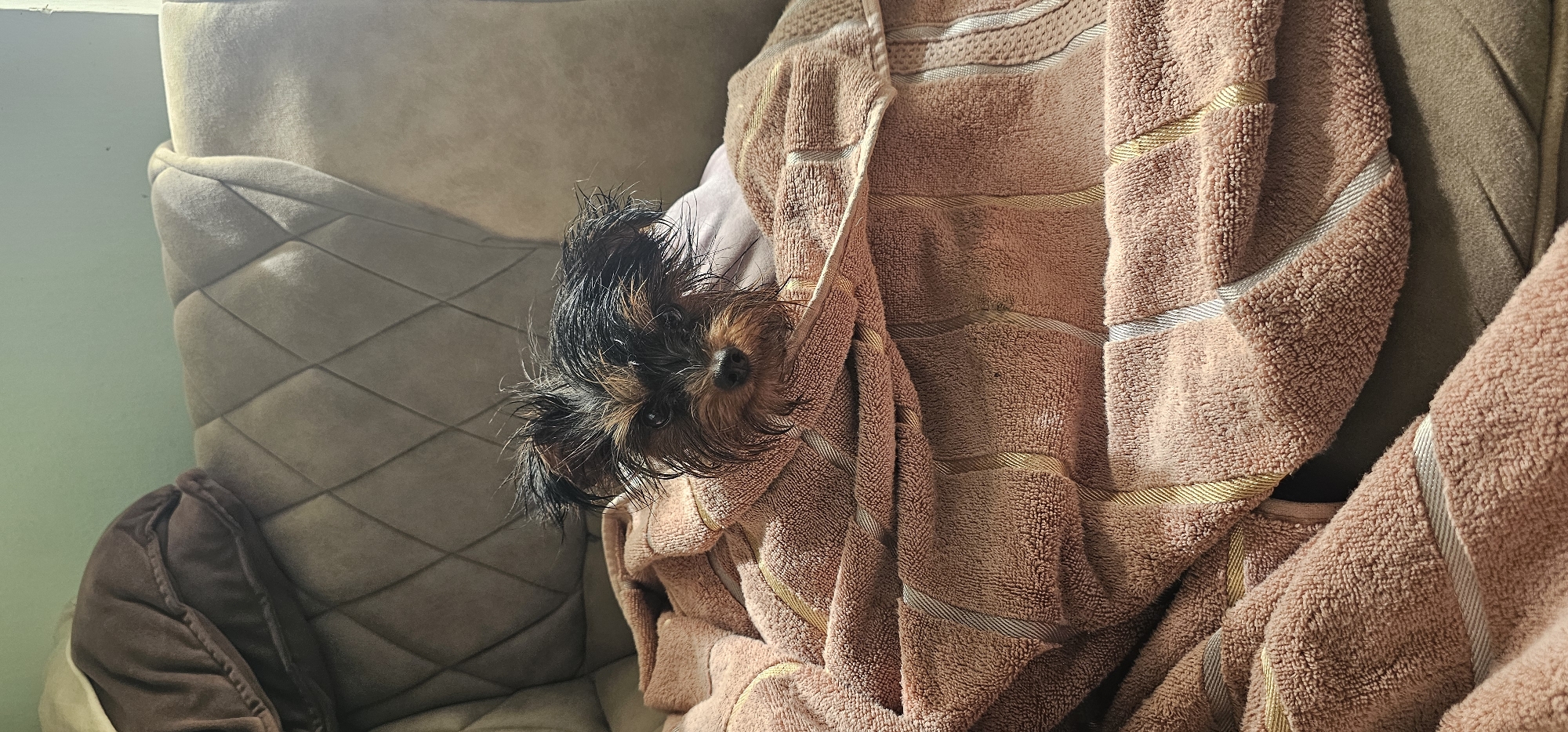 A small Yorkshire Terrier dog is wrapped in a pink towel on a couch. The dog's fur is wet and appears to be sticking up in several places. It is looking directly at the camera with its dark eyes. The couch is upholstered in a textured gray fabric and has a diamond pattern on the backrest. A brown pillow is visible on the left side of the couch. The background is a plain green wall. The scene appears to be indoors in a domestic setting, likely a living room or bedroom. There is no information in the image to suggest a location in Ленинабад, Uzbekistan.