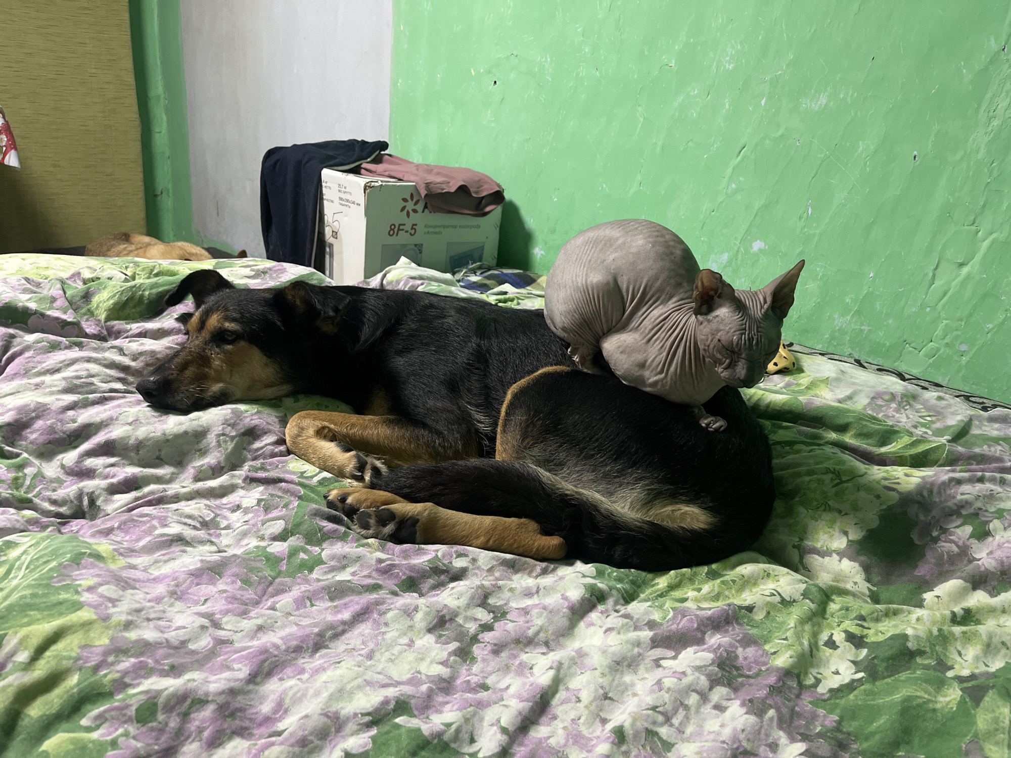 A sphynx cat rests on the back of a sleeping dog, both lying on a bed with floral-patterned sheets. The dog is black and tan, with its head facing left. The cat is light gray and hairless, with its head bowed. In the background, a green wall is visible, along with a cardboard box and some folded clothing. The overall scene suggests a domestic setting, likely a bedroom. The image does not contain any information that would allow it to be located in Nizhny Tagil, Russia.