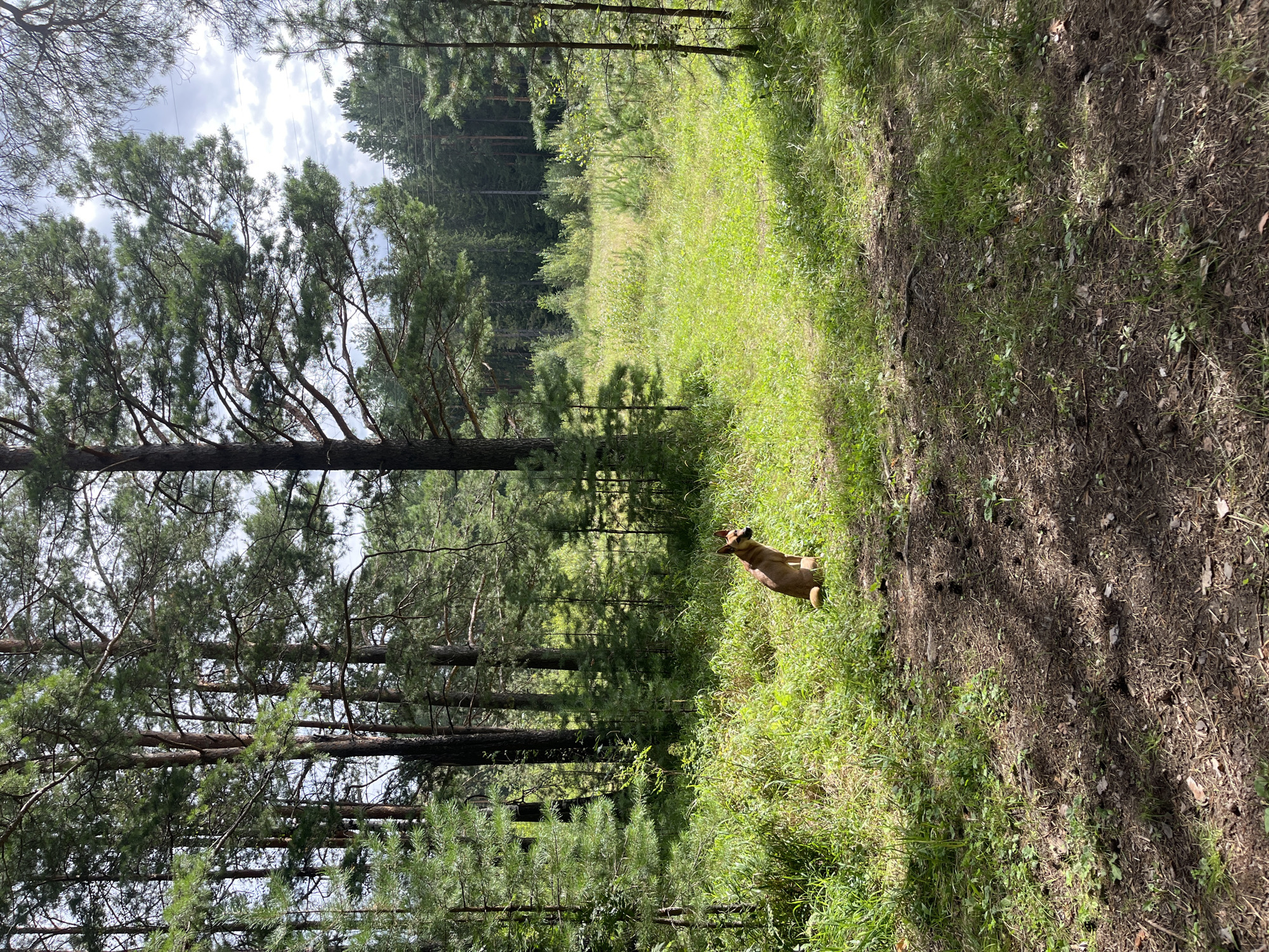 A medium-sized, tan-colored dog is sitting on a path in a sun-dappled forest, facing right. The dog has erect ears and a bushy tail curled to its side. The path is covered in pine needles and cones, with grass and undergrowth on either side. In the background, tall pine trees create a dense forest canopy, with a bright, grassy clearing visible beyond. The sky is partly cloudy. The location is the Ural Mountains near Nizhny Tagil, Russia.