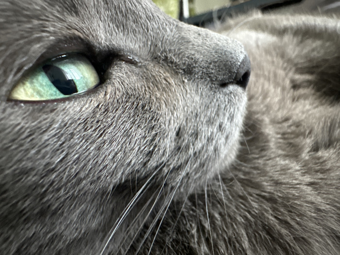This image presents a close-up, profile view of a domestic cat, situated in an indoor environment within Moscow, Russia. The animal exhibits short, dense grey fur covering its head and upper body. Its left eye, prominent in the foreground, features a vibrant green iris surrounding a narrow, vertically elliptical black pupil, with distinct light reflections on its surface. A dark, grey-black nose is visible on the cat's muzzle, from which several long, white whiskers extend horizontally. The cat's posture suggests it is either resting or observing, with its gaze directed slightly forward and upward relative to its head. The background is significantly out of focus, revealing only indistinct shapes and muted colors consistent with a generalized indoor setting, such as a residential interior, providing no specific identifying details beyond the immediate subject.