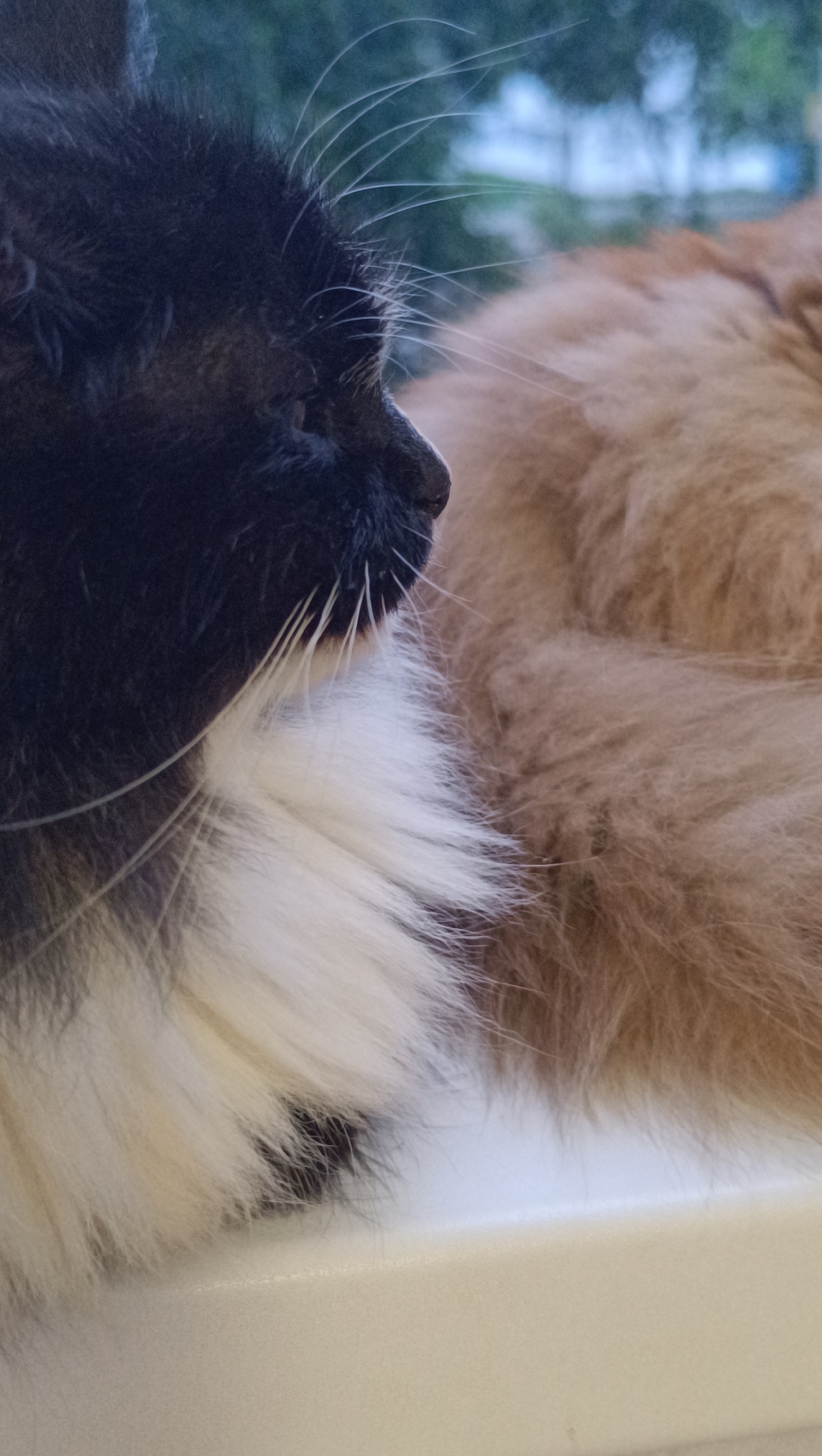 A close-up, eye-level shot showcases the head of a black and white cat in profile, facing right. Its whiskers are prominent, and a portion of a ginger cat's fur is visible to the right, creating a soft bokeh effect in the background, with blurred green foliage and hints of a building. The cats appear to be resting on a white ledge, possibly a windowsill, in a domestic setting in Chaikovsky, Russia. The lighting suggests it is either early morning or late evening.