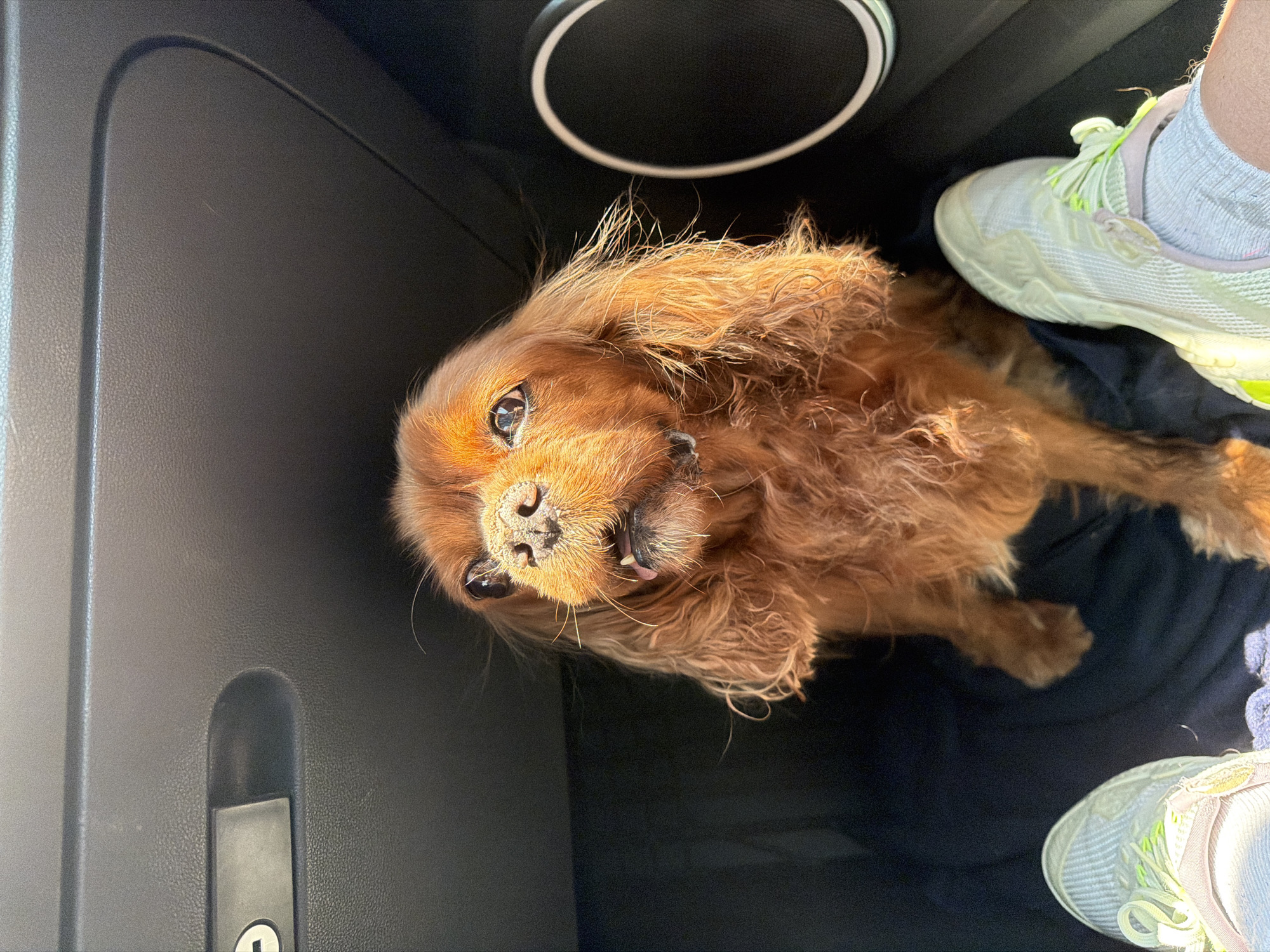 A medium-sized, brown Cavalier King Charles Spaniel is in the footwell of a vehicle. The dog is lying on a dark-colored surface, possibly fabric. A pair of white and neon yellow athletic shoes are partially visible in the upper right and lower right corners of the image, indicating a person is present. A black plastic console or dashboard component is on the left side of the frame. A circular speaker is in the top center of the image.
Location: Cannot determine location within Puebla, Mexico.