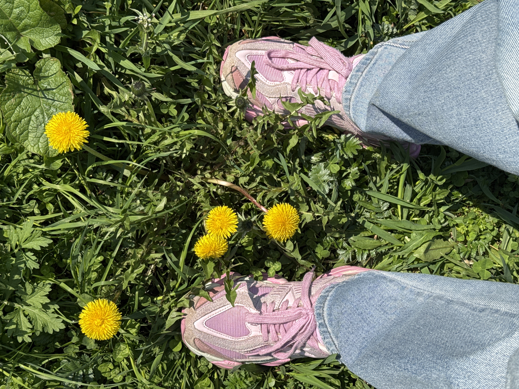 A ground-level, eye-level shot depicts a pair of light blue denim-clad legs and pink sneakers amidst a patch of green grass interspersed with several yellow dandelions. The scene is brightly lit, suggesting an outdoor setting in daylight. The legs are positioned downward from the viewer's perspective, with the sneakers resting among the grass and dandelions. The green grass varies in length and texture, contributing to the natural aesthetic. Given the presence of dandelions, the location is likely a lawn or field, possibly in Vsevolozhsk, Russia, although specific markers to pinpoint the city are absent from the image. The focus is on the shoes and the surrounding natural environment.
