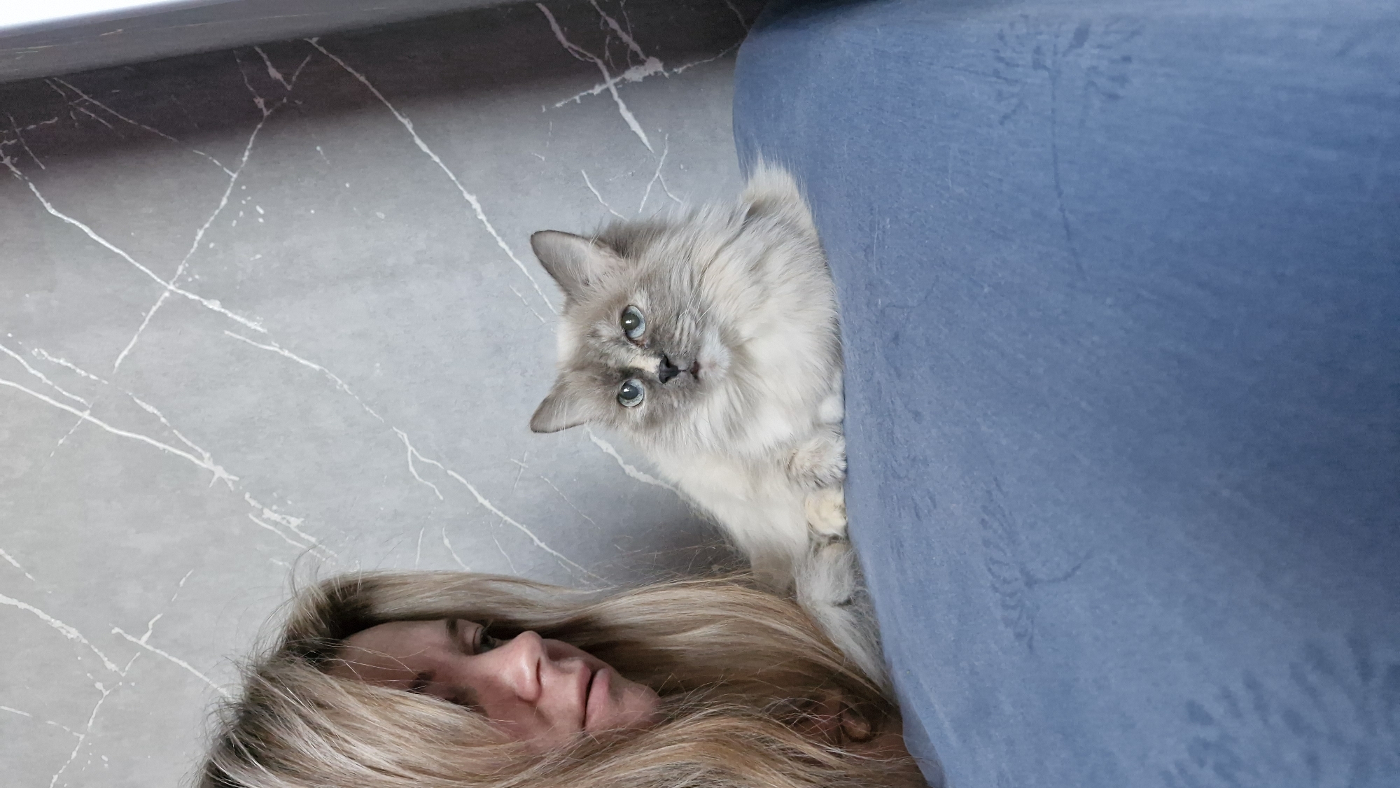 A grey long-haired cat peers over the edge of a blue sofa, looking directly at the camera. Below the cat is the face of a blonde-haired woman. The background consists of a grey and white patterned wall. The city of Unknown, Unknown cannot be determined from the image.