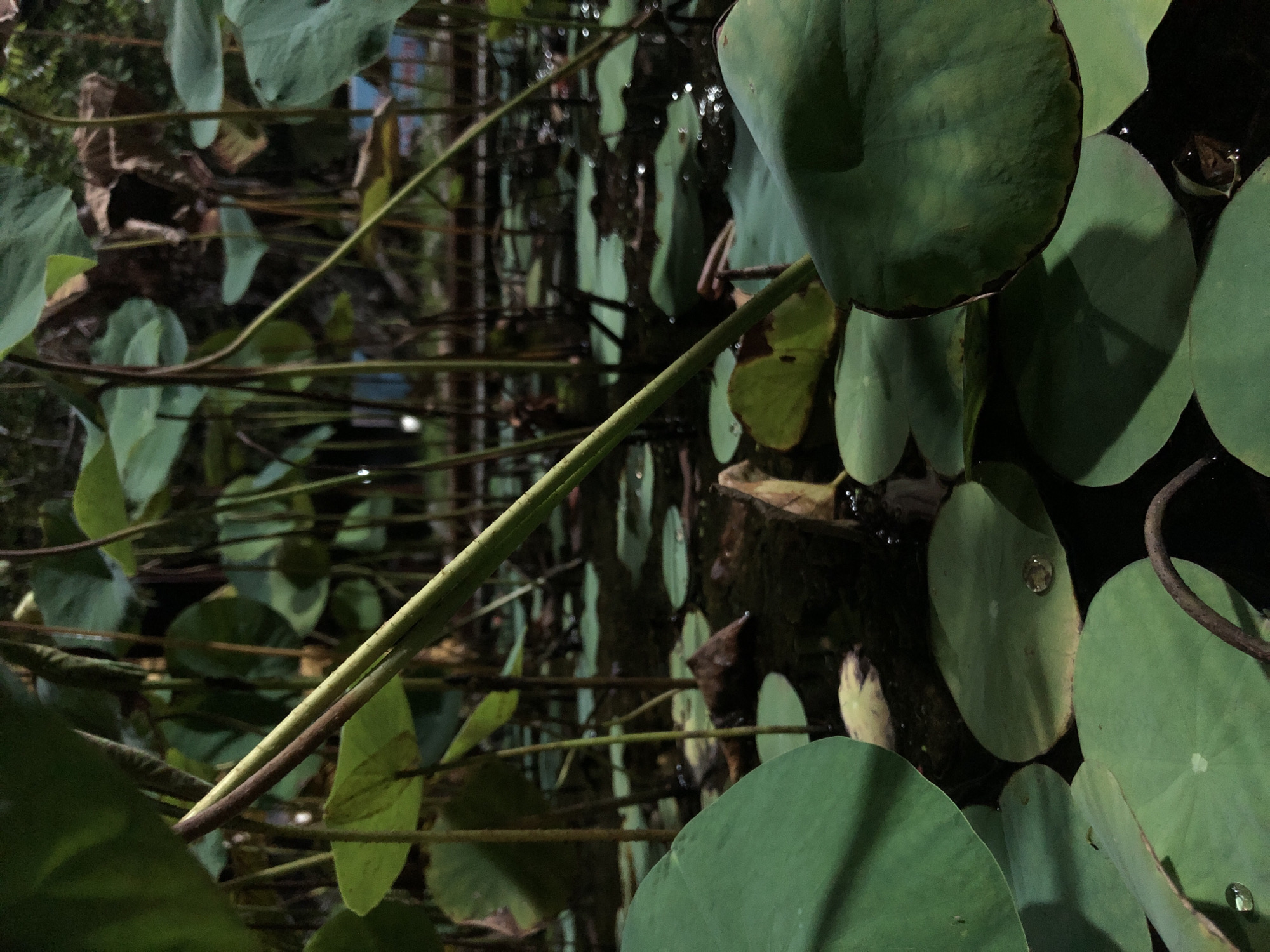 The image is a close-up, low-angle shot of a pond filled with lotus plants. Large, green lily pads float on the dark water, with some partially submerged. Several lotus stems rise from the water, some supporting closed buds, while others are bare. In the foreground, a prominent green lily pad curves into the frame from the left, and another large pad is visible in the lower right. A thin, green lotus stem is angled diagonally across the center of the image, with a second, darker stem running parallel to it. The background is blurred, showing more lotus plants and stems, and hints of trees and structures, suggesting an outdoor environment. There are no people visible in the image. The scene appears to be set in a botanical garden or a similar natural setting. No specific location in Mũi Né, Vietnam, can be identified from the image itself.