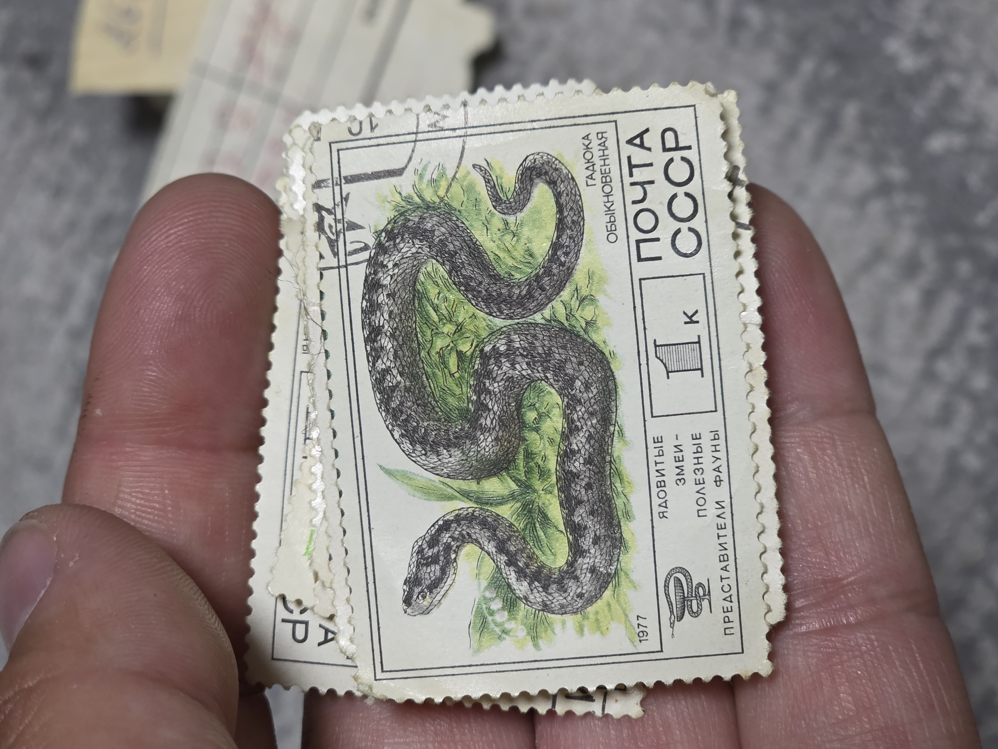 A hand holds a stack of postage stamps. The stamp on top features a drawing of a snake on a background of green foliage. Text on the stamp reads "ГАДЮКА ОБЫКНОВЕННАЯ" (Common Viper), "ПОЧТА СССР" (Post of USSR), "1к" (1 Kopek), "ЯДОВИТЫЕ ЗМЕИ - ПОЛЕЗНЫЕ ФАУНЫ" (Poisonous Snakes - Useful Fauna), and "1977". A small symbol resembling a snake coiled around a staff is visible. The stamps have serrated edges, and the hand is slightly out of focus. There is no indication of Varna, Bulgaria.