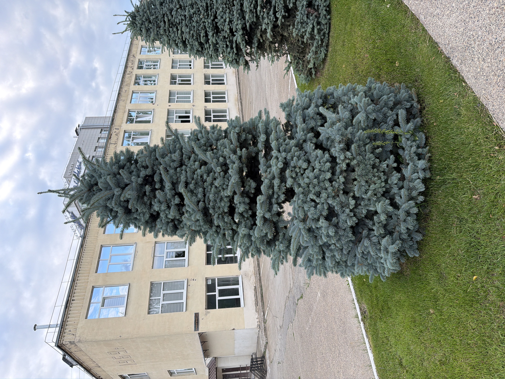 The image shows an outdoor scene in the city of Chaikovsky, Russia. In the foreground, a large, full blue spruce tree stands on a patch of green grass, with a concrete pathway visible on the right. Behind the tree, a multi-story, light-yellow building with a flat roof is visible. This building has numerous windows with white frames, some of which reflect the cloudy sky. A narrower, darker building with a modern facade and lettering in Russian is attached to the right side of the yellow building. The overall environment suggests an institutional or public setting, possibly a school or administrative complex. There are no people or animals visible in the image. The weather appears to be overcast.