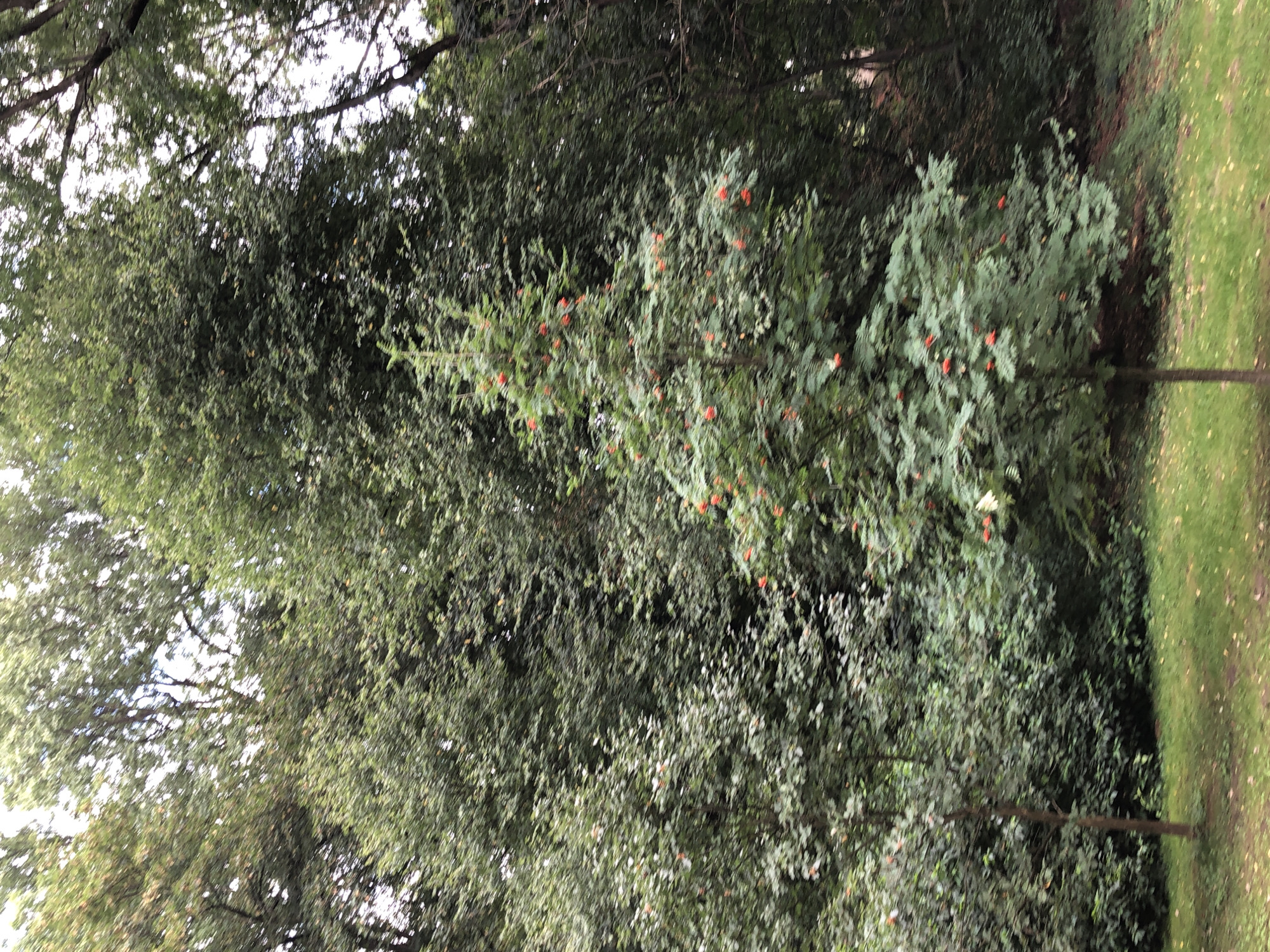 The image depicts a cluster of trees with dense foliage, predominantly in shades of green. In the foreground, a slender tree with a thin brown trunk stands out, adorned with clusters of small, bright orange berries. Behind this tree, the landscape is dominated by larger trees with extensive leafy canopies. The ground is covered in green grass, interspersed with fallen yellow leaves, suggesting an autumnal setting. The overall impression is one of a natural, wooded area within a park or forest. The image does not contain any discernible human presence or activity, nor does it provide specific landmarks that would indicate its precise location within Lviv, Ukraine.