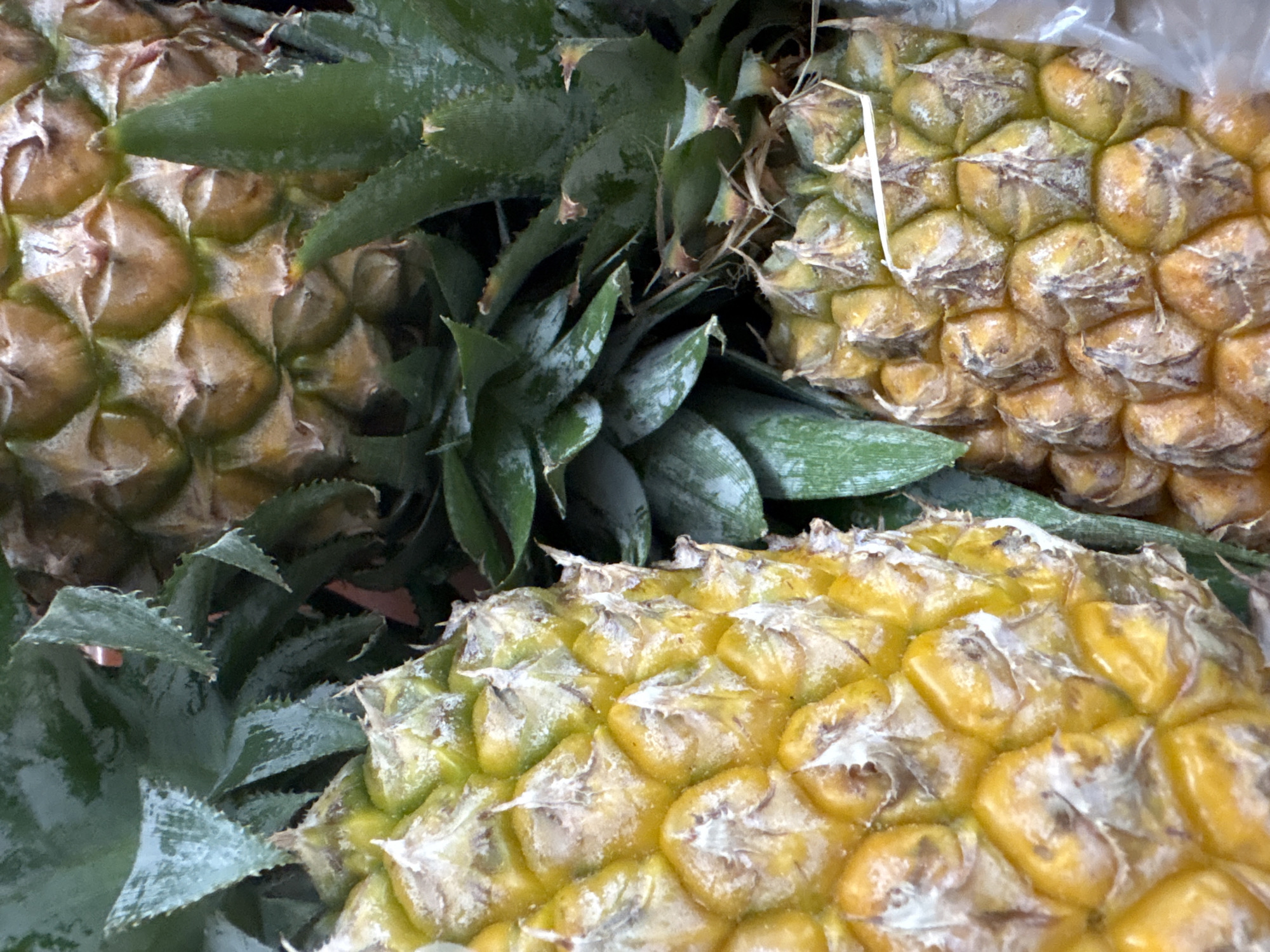This is a close-up, overhead shot of multiple pineapples. The pineapples are in various stages of ripeness, with some exhibiting bright yellow skin and others showing a mix of yellow and green. The texture of the pineapples is rough and segmented, characteristic of their spiky exteriors. Dark green, spiky leaves are visible amongst the fruits, suggesting they are still attached. The lighting is natural, highlighting the textures and colors of the pineapples. The image appears to have been taken in a market or grocery setting. The scene is a still life with no people or animals present. The exact location within Nha Trang Ward, Vietnam, is not discernible from the visual information provided.