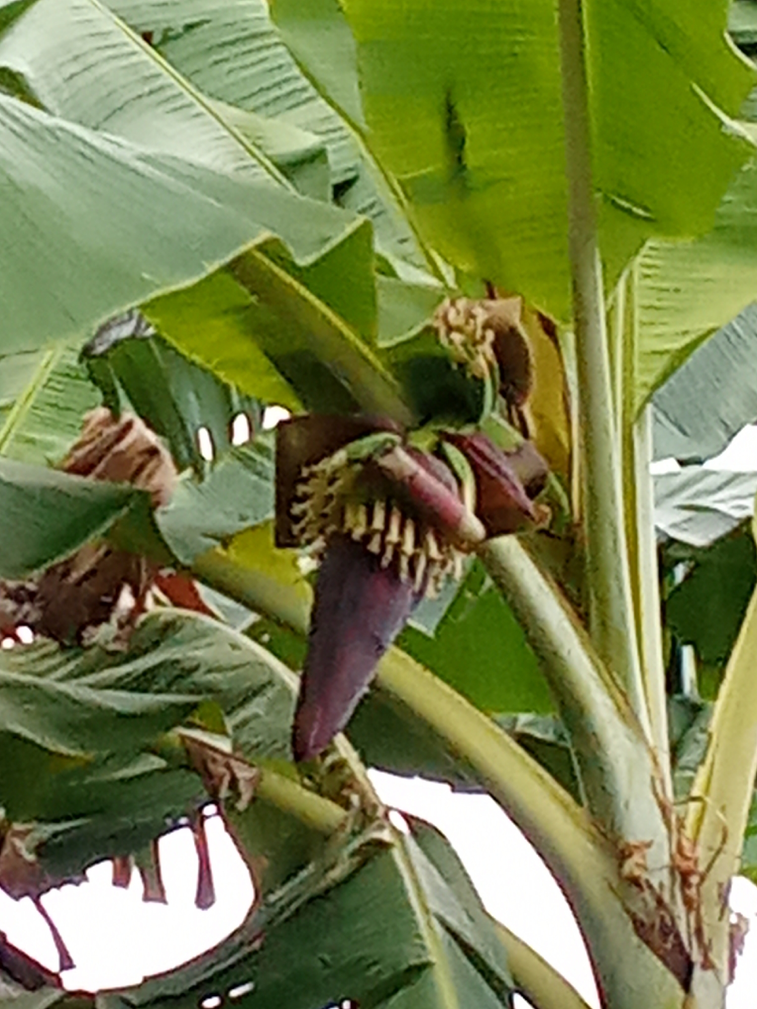 The image shows a close-up view of a banana blossom and its associated plant structure. The blossom, which is dark purple and teardrop-shaped, hangs downwards. Layers of bracts, which are modified leaves that protect the developing flowers, are visible. These bracts are a deep maroon color and appear somewhat leathery. Peeking out from beneath the bracts are rows of small, pale yellow or cream-colored structures that are likely the actual flowers or developing fruit.
The blossom is supported by a thick, greenish-yellow stem or pseudostem of the banana plant. Surrounding the blossom are large, lush green banana leaves. These leaves are broad and elongated with a distinct midrib. Some of the leaves show signs of damage, with irregular holes or tears. The overall color palette is dominated by shades of green and purple, with accents of yellow and brown from the plant material. The background is mostly out of focus, but appears to be more foliage and perhaps a bright, washed-out sky. The image does not provide any specific details to indicate its location in the city of Pemalang, Indonesia, or any human presence.
