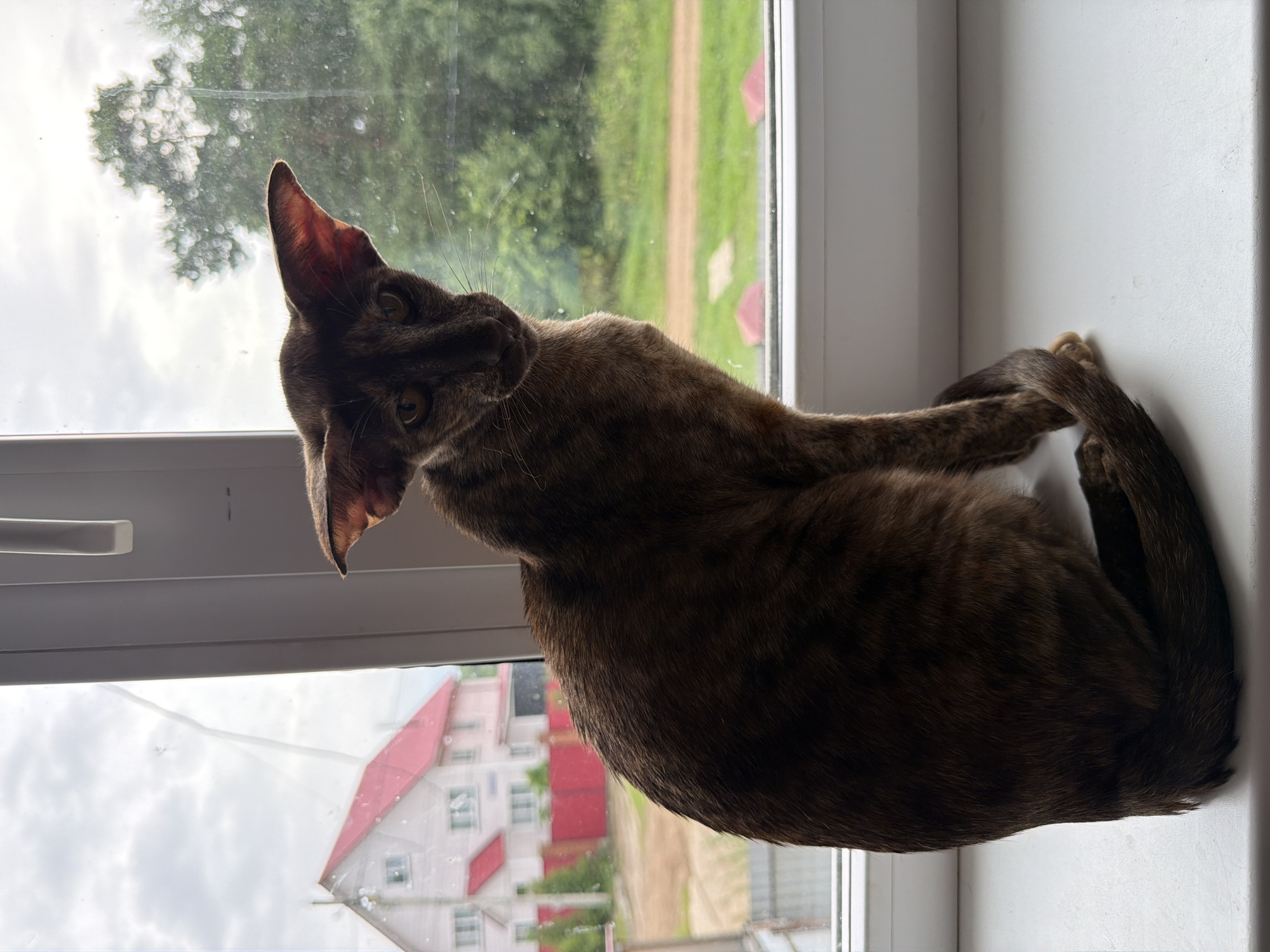 An Oriental Shorthair cat with a brindle coat is perched on a white windowsill, looking out a window. The cat's large ears are pointed forward, and its eyes are open. The fur is a mix of brown and black stripes. Behind the cat, through the window, is a green landscape with trees and a dirt road. In the distance, there is a building with a red roof. The sky appears overcast. The image is shot from a slightly elevated angle, with the cat positioned in the foreground. The lighting suggests it is daytime, possibly late morning or afternoon. The cat's posture and gaze suggest curiosity or alertness as it observes the outdoor scene. The setting appears to be a residential area in Chaikovsky, Russia, given the architectural style of the building visible outside.