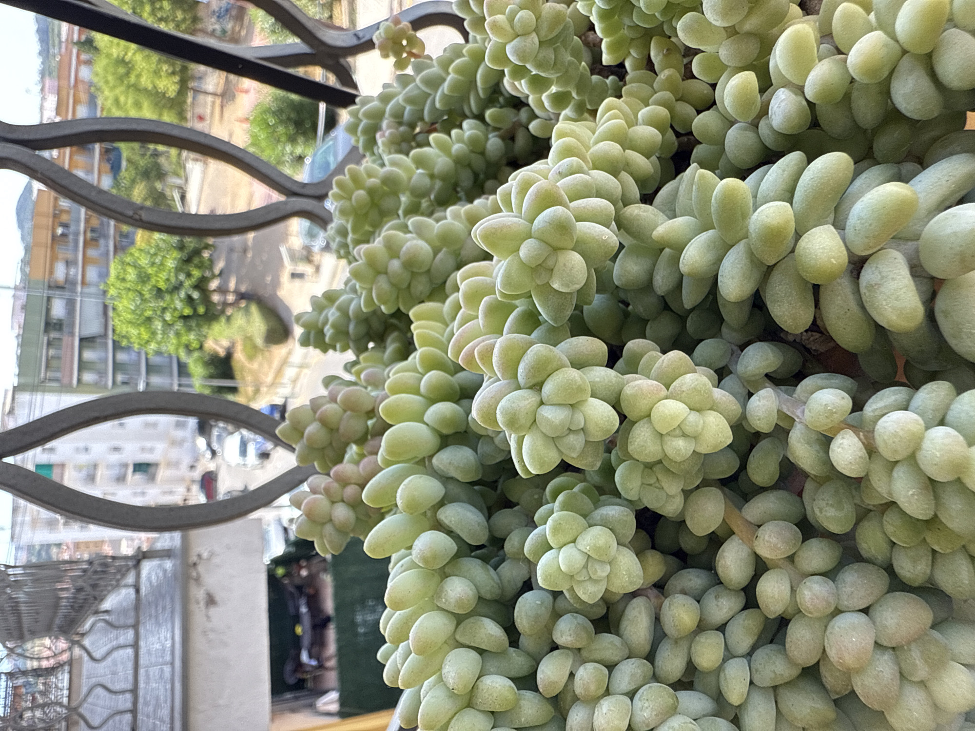 This close-up media file features a succulent plant, likely a Sedum morphologically similar to 'Donkey's Tail' (Sedum morganianum), with its plump, grape-like leaves densely packed along trailing stems. The plant exhibits a pale green hue with hints of pinkish blush on some leaves, suggesting exposure to sunlight. The focus is entirely on the succulent, with the background blurred and out of focus.
Hints of an outdoor setting are visible. A dark, decorative metal railing or balcony structure is present in the foreground, suggesting the plant is on a balcony or terrace. Beyond the railing, hints of buildings and greenery can be discerned, suggesting an urban or semi-urban environment. The lighting indicates it is daytime, possibly late morning or afternoon, with natural light illuminating the plant. The overall impression is one of a home garden or a decorative plant placed outdoors. There is no visible text in the image. The scene is still and peaceful, with no people or animals present. The provided location context of Blanes, Spain, further suggests a Mediterranean climate, which would be conducive to growing such succulents outdoors.