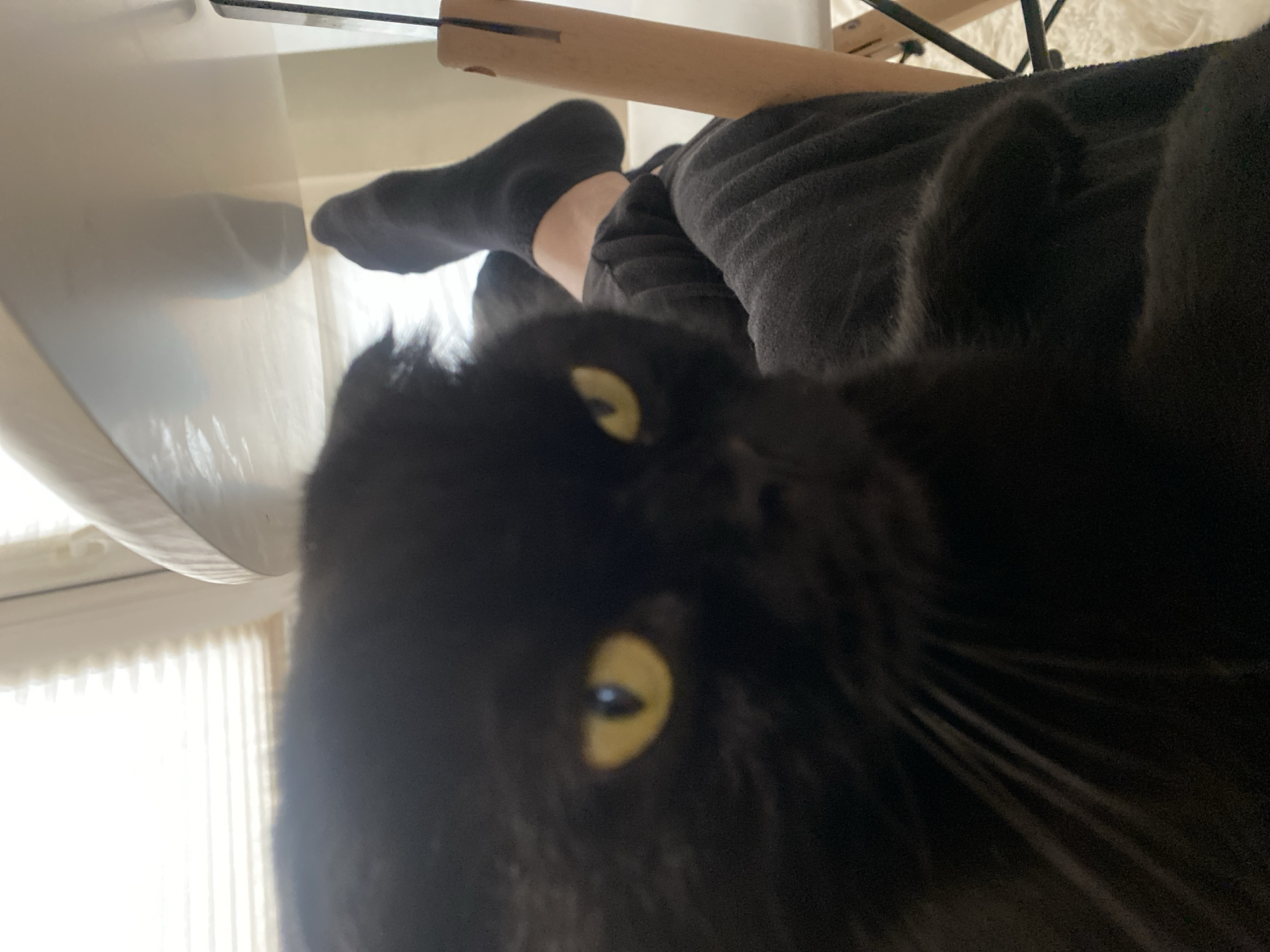 A black cat with yellow eyes is in the foreground of the image, looking towards the camera. The cat's head is large and fills most of the left side of the frame. In the background, a person's legs are visible, wearing dark socks and dark pants. The person appears to be sitting at a white table, a portion of which is visible at the top of the frame. A light-colored window with blinds is also visible in the background. The setting appears to be indoors, likely in a home.