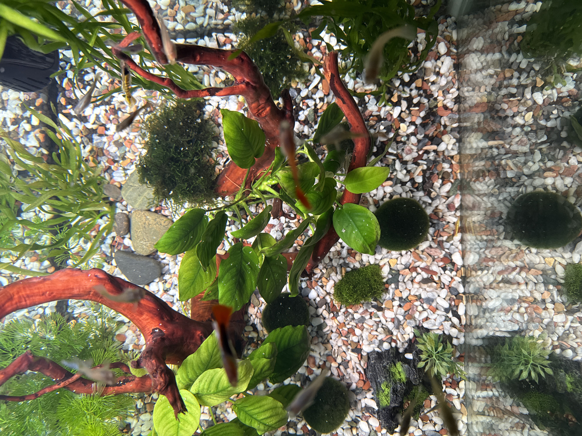 The image shows the top-down view of an aquarium, presumably located indoors. The substrate is composed of a mix of white, tan, brown, and orange-colored small pebbles.
Aquatic plants are visible, including Anubias (with broad, green leaves), moss balls, and fine-leaved plants like Java moss.
A piece of reddish-brown driftwood is present, with plants attached to it.
Several small fish, potentially guppies or similar species, are seen swimming throughout the tank. Their colors vary, some appearing silver or grey, and others showing orange/red coloration.
A black rectangular object, possibly a filter or heater, is located in the upper left corner.
Based on the information available in the image alone, there is no indication that the aquarium is located in the city of Krasnoyarsk, Russia, or any other specific location.