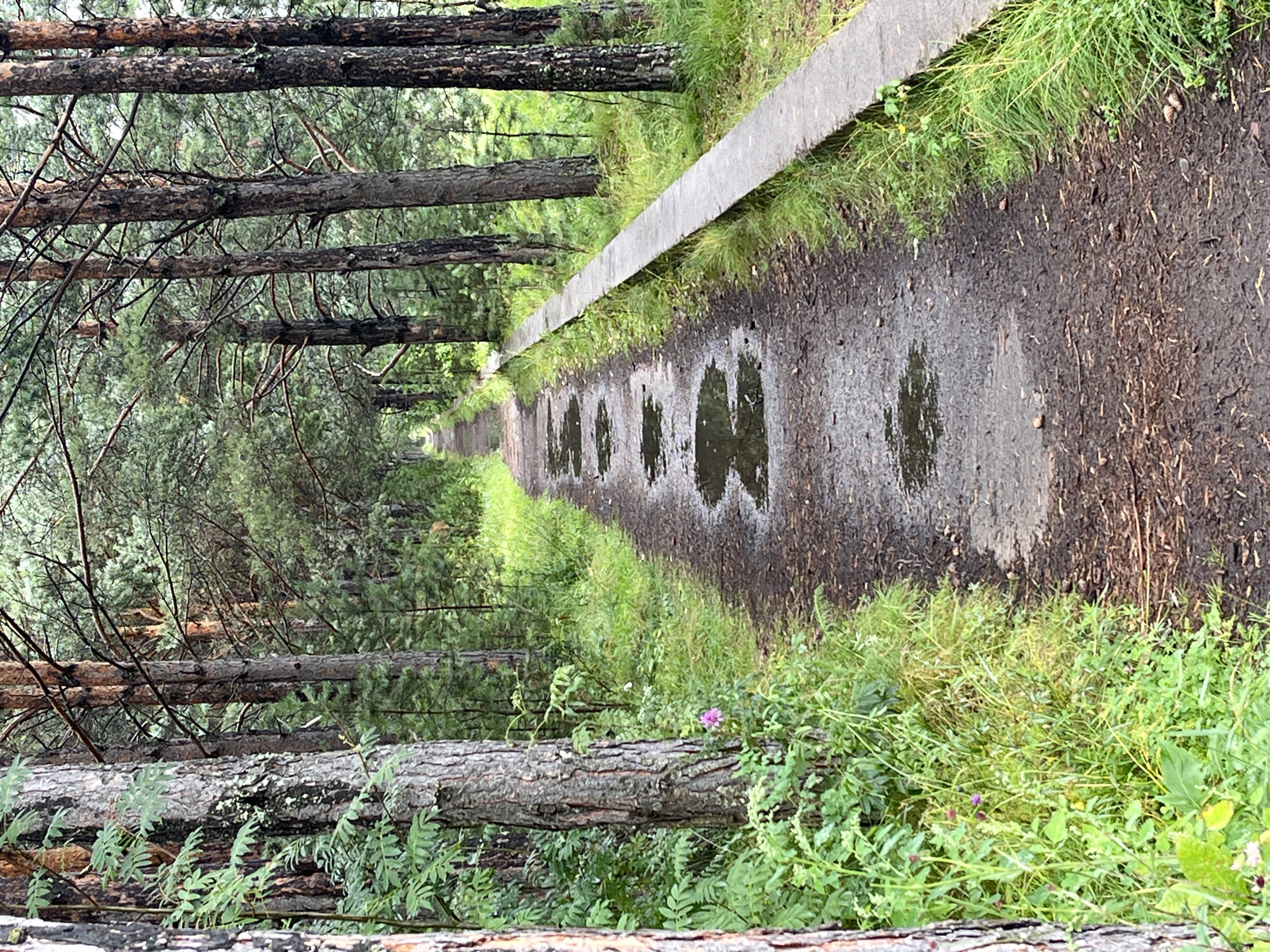 The image shows a dirt path winding through a pine forest in Divnogorsk, Russia. The path is wet and has puddles from recent rain. On the right side of the path, there is a concrete curb or border. The trees are tall and densely packed, with a canopy of green needles overhead. The ground is covered with pine needles and small twigs. The overall atmosphere is damp and serene. No people or animals are visible in the image. The scene suggests a nature trail or a path through a park in a forested area.