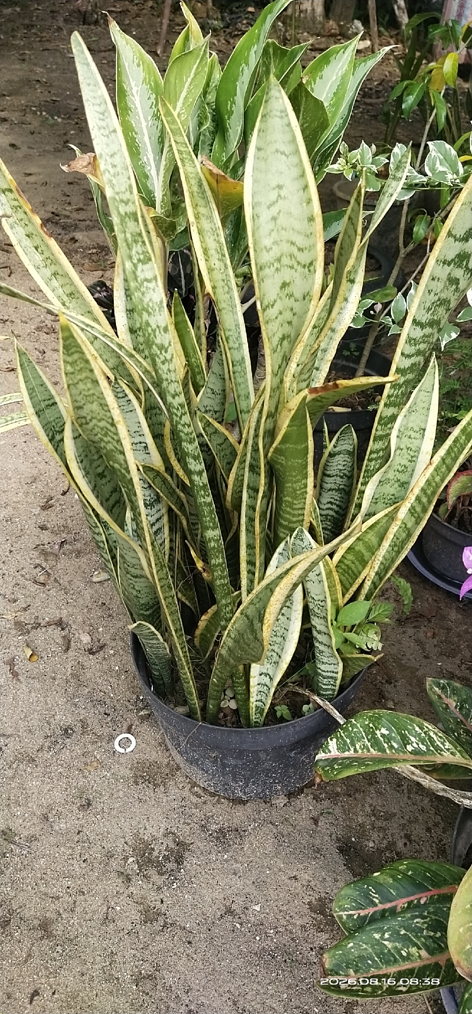 A potted snake plant with variegated leaves and yellow edges is the main subject, situated on sandy ground in a location that appears to be outdoors. Other plants, including what seem to be Aglaonema plants with patterned leaves, are visible in the background and to the right. The snake plant is in a black plastic pot. The ground is a mix of sand and dirt with some scattered debris. A small white object, possibly a cap or disc, rests on the ground to the left of the pot. The image has a timestamp in the bottom right corner: "2026.08.16 08:38". The location is identified as Muka Haji, Indonesia.