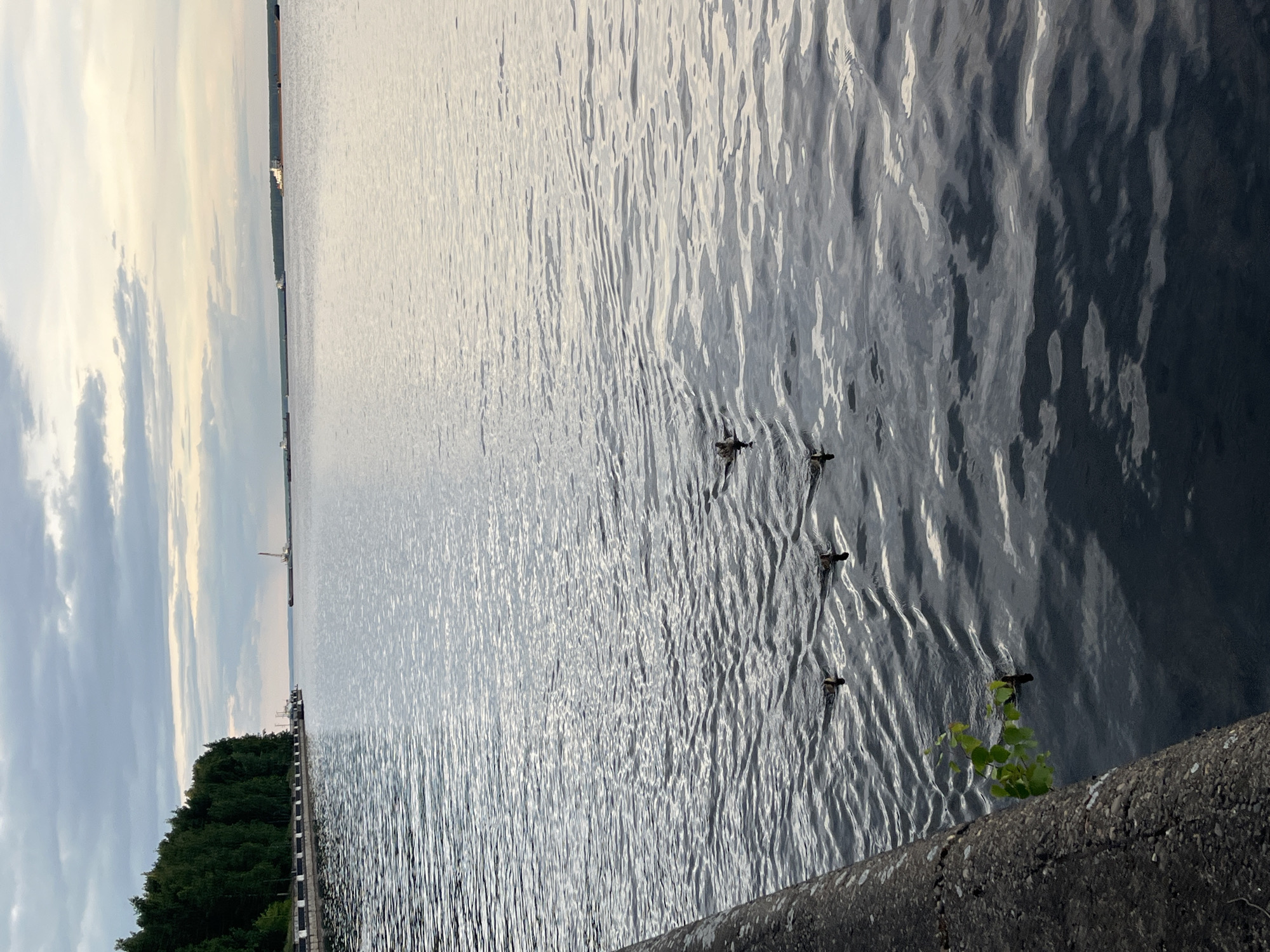 This is a vertical, wide shot of a body of water with a cloudy sky reflected on its surface. In the foreground, a concrete structure lines the bottom of the frame, with a small green plant growing out of it. The water is choppy, with ripples and highlights from the sky. A small flock of ducks is swimming in the water, creating small wakes.
In the background, a tree-lined shore is visible to the left, with a distant structure, possibly a lighthouse or industrial building, on the horizon. The sky is predominantly overcast, with patches of light breaking through, suggesting it might be early morning or late afternoon. The overall mood is serene and natural, emphasizing the vastness of the water and the quiet presence of the wildlife.
There is no visible text in the image. The location context of Chaikovsky, Russia, places this scene in an area likely characterized by significant waterways and natural landscapes.