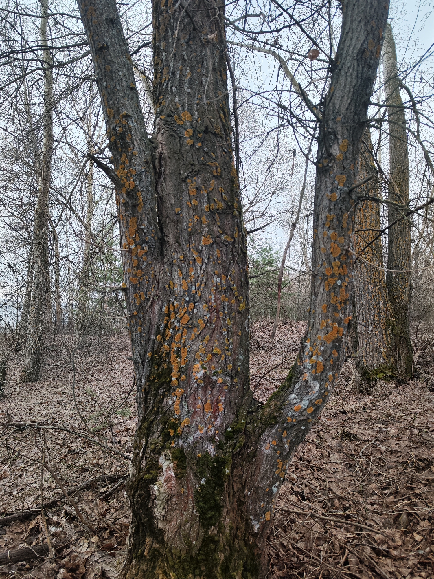 The image shows a close-up of a tree with three trunks emerging from a single base in a wooded area. The bark of the tree is textured and covered with patches of orange lichen and some green moss near the base. The ground is covered in brown leaves and twigs. Other trees are visible in the background, their branches mostly bare. The sky is overcast. Based on the prompt, the location is Chaikovsky, Russia, however, this cannot be verified from the image alone. No people are visible. The subject is the tree and its immediate environment. There are no visible actions or interactions.