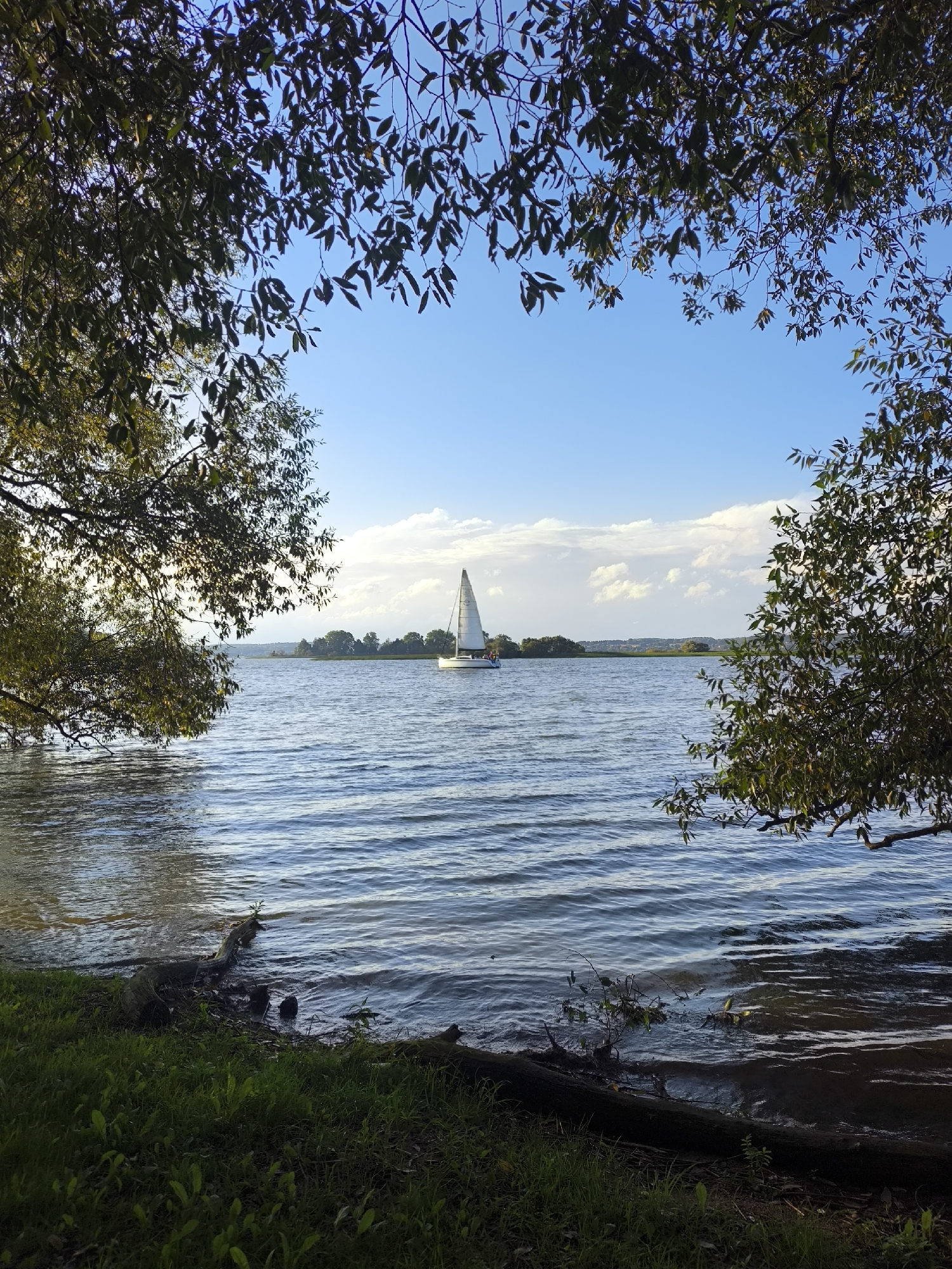 This is a landscape photograph taken at eye level on a sunny day, likely in late summer or early autumn, with a sailboat visible on a large body of water. The foreground shows the grassy bank of a lake or river, with fallen branches and some green vegetation. The water is rippled, reflecting the blue sky and clouds. In the middle ground, a white sailboat with a single sail is moving across the water. The background features a tree-lined horizon with a few buildings barely visible. The photograph is framed by the branches and leaves of trees on either side, suggesting the viewpoint is from beneath a tree canopy. The sky is a clear blue with some scattered white clouds. The location is identified as Zhdanovichi rural council, Belarus.