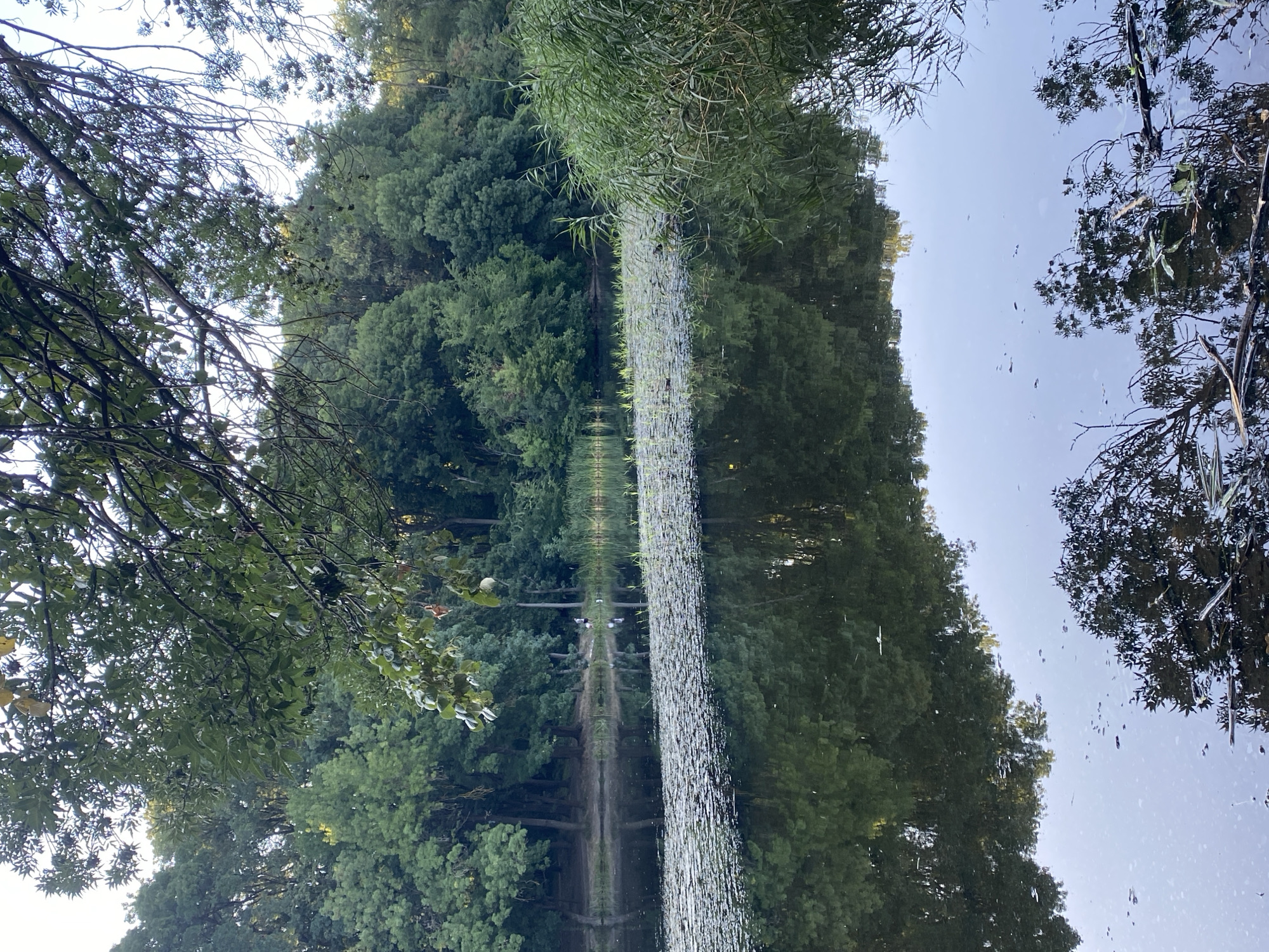 The image depicts a serene lake scene surrounded by dense foliage. In the foreground, the water's surface is calm, reflecting the trees and sky above. A dense carpet of lily pads covers a portion of the lake, with reeds growing along the right bank. In the midground, a line of trees forms a dark silhouette against the lighter sky. There are two figures walking on the path near the lake's edge. The overall impression is one of natural beauty and tranquility. The location is the Valea Morilor Park in Chișinău, Moldova, a popular recreational area known for its artificial lake and surrounding green spaces.
