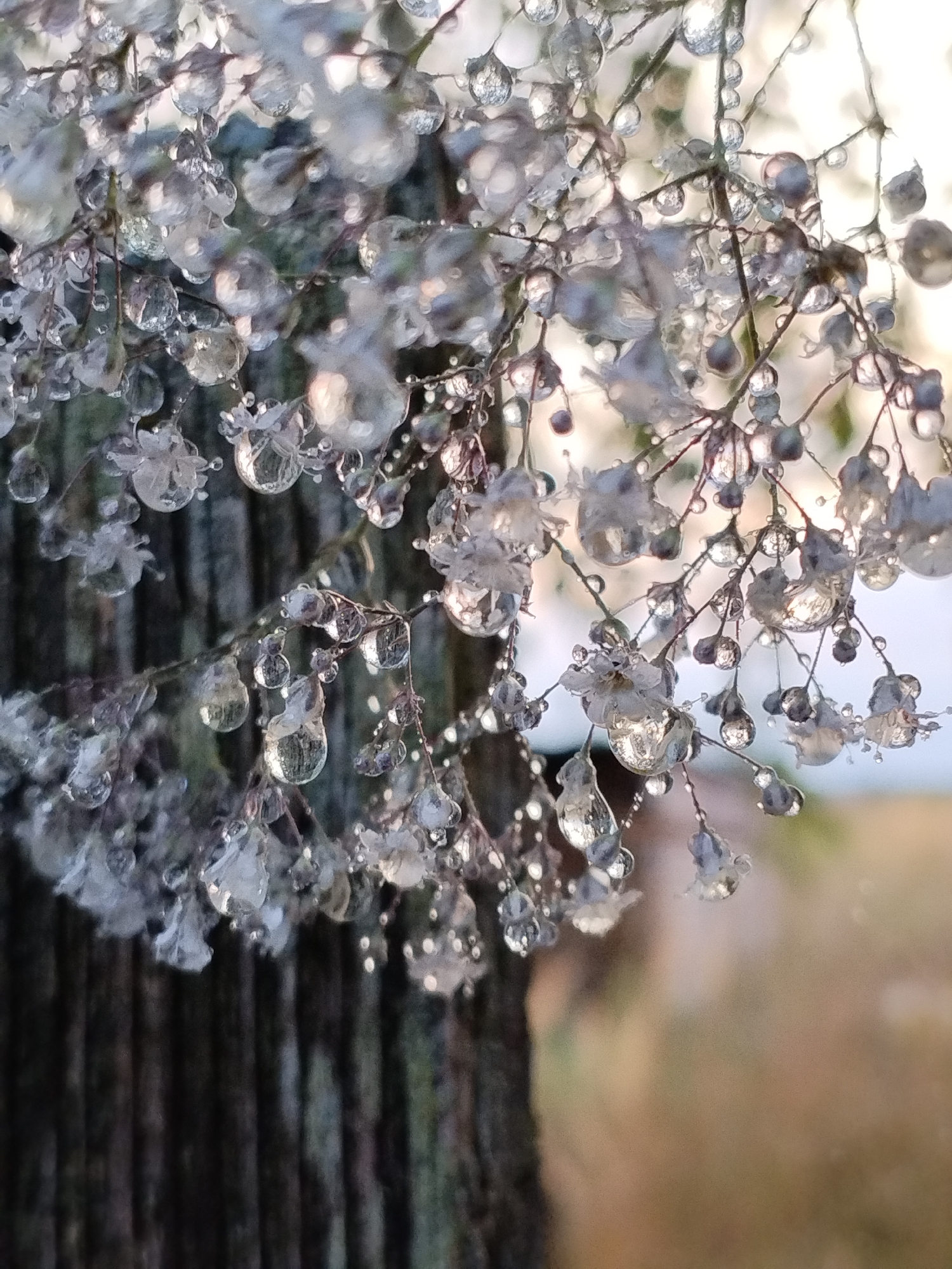 This is a close-up, vertical, outdoor photograph of delicate white flowers adorned with numerous water droplets. The droplets are clear and spherical, refracting light and creating a glistening effect. Some droplets are large and pendulous, while others are small and beaded along the thin stems and petals. The flowers themselves appear small and clustered, with a feathery texture. In the background, a dark, rough-textured vertical object, possibly a wooden post or tree trunk, is visible on the left side. The background further to the right is softly blurred, with warm, muted tones of brown and tan, suggesting an outdoor environment during daylight. The lighting appears to be natural, with sunlight illuminating the water droplets. There are no people or animals present in the image. The focus is sharp on the flowers and droplets in the foreground, with a shallow depth of field. The overall mood is serene and captures the delicate beauty of nature after a rainfall or dew. The location is in the city of Bialynichy, Belarus.