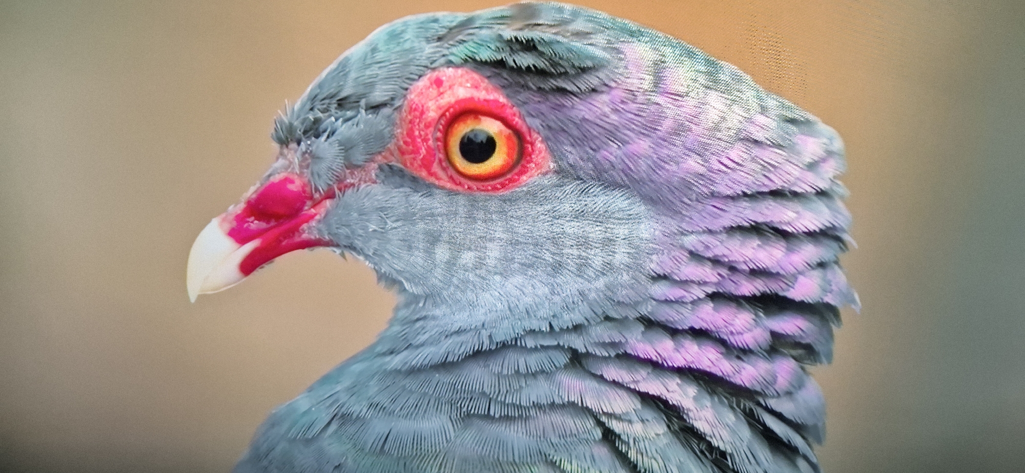 A close-up, side profile image shows the head and neck of a pigeon against a blurred, neutral background. The pigeon has grey feathers with iridescent purple and green hues on its neck and head. Its eye is prominent, with a dark pupil surrounded by a bright orange iris and a vivid red fleshy cere. The beak is pointed, white at the tip, and transitions to bright pink at the base. The image focuses on the intricate details of the bird's plumage and facial features.